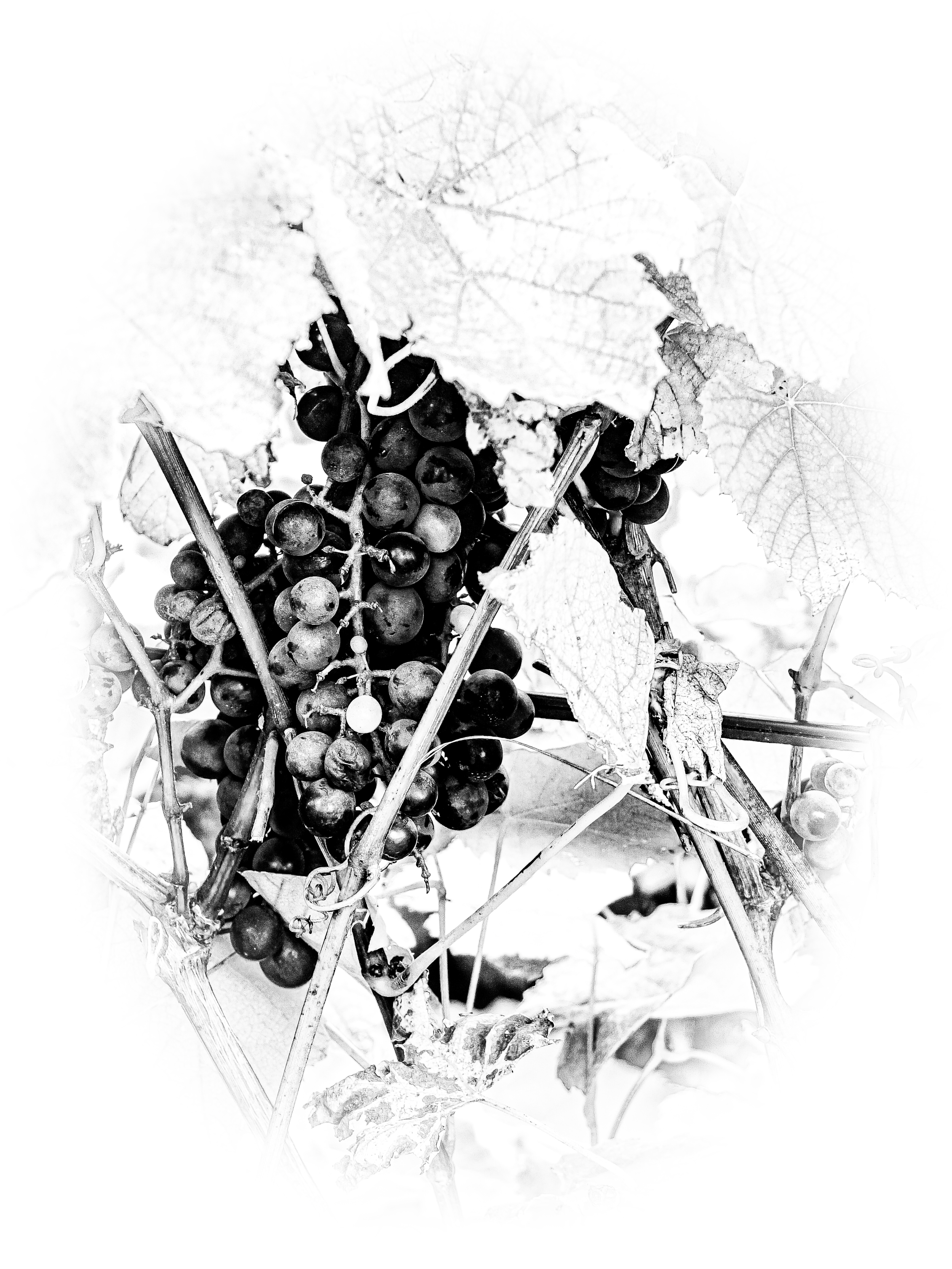 Homage to Tuscany