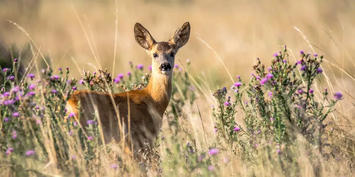 roe-doe-2.webp