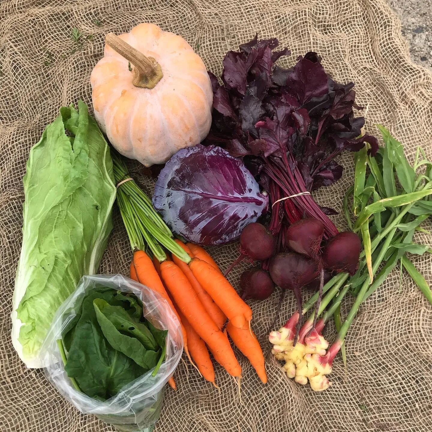 🌱&nbsp;Embracing the harvest of each season&nbsp;🌽

There's something truly magical about knowing where your food comes from and indulging in the bounty of each season. In Canada, each month brings a new harvest, and new vibrant vegetables to indul