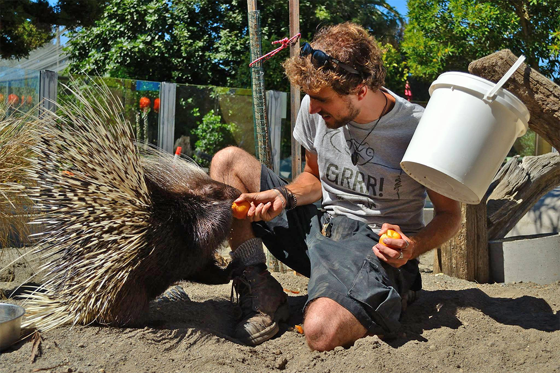 feeding_porcupine.png