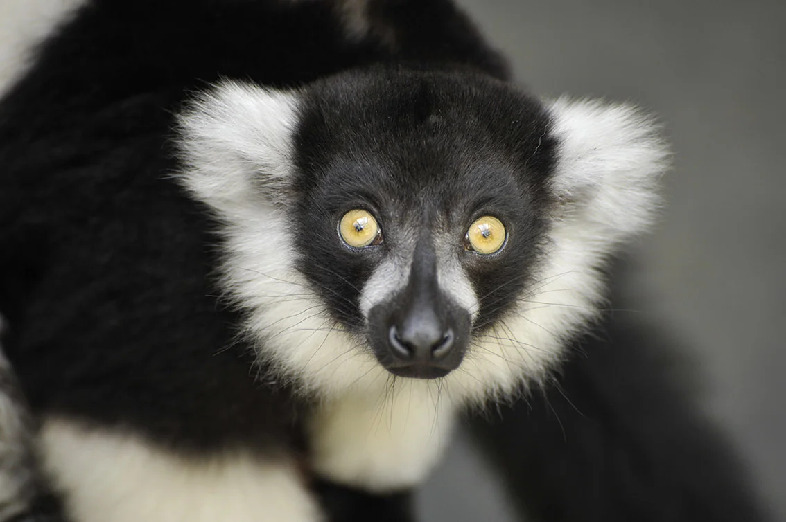 lemur_image.jpg