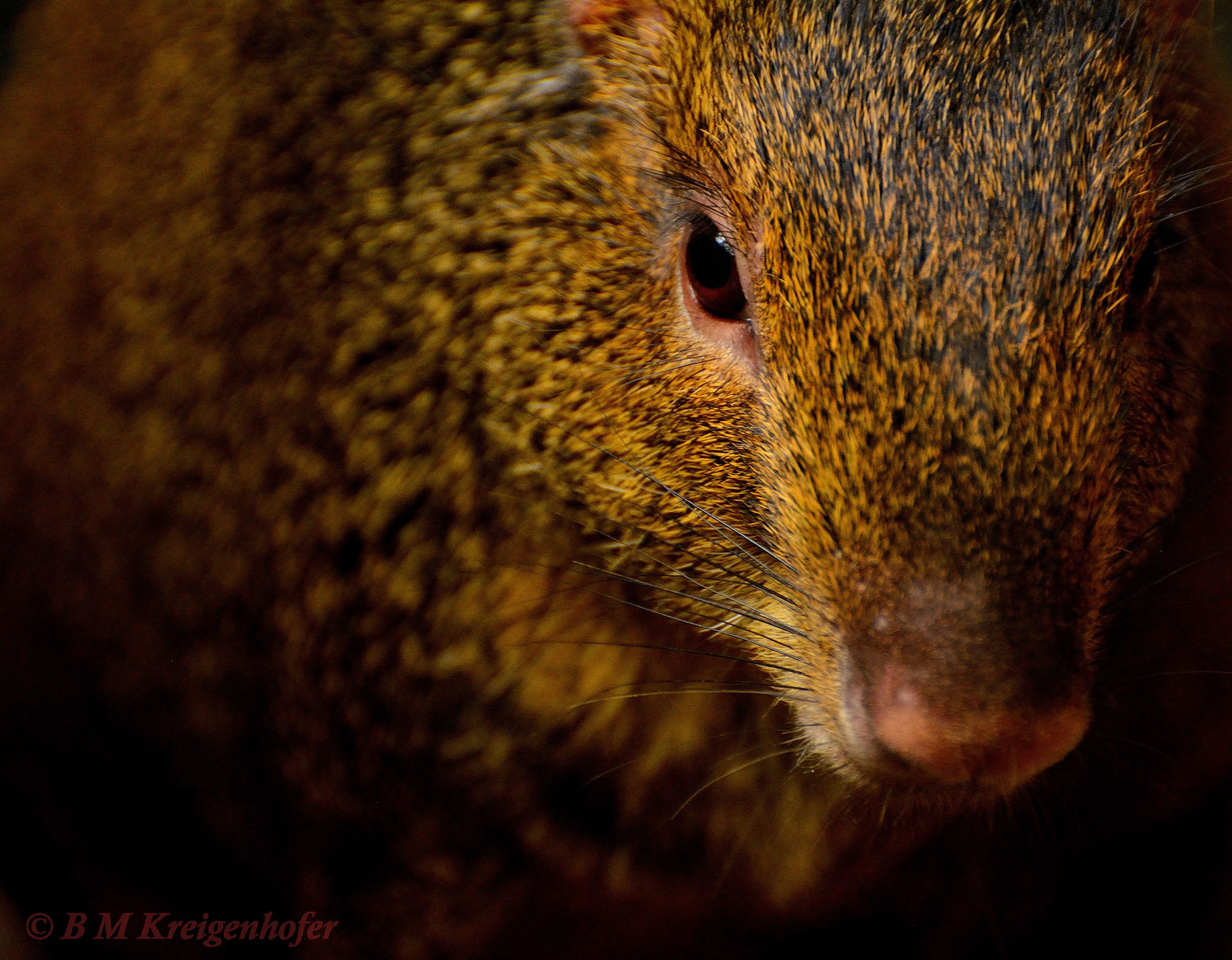 Red rumped agouti