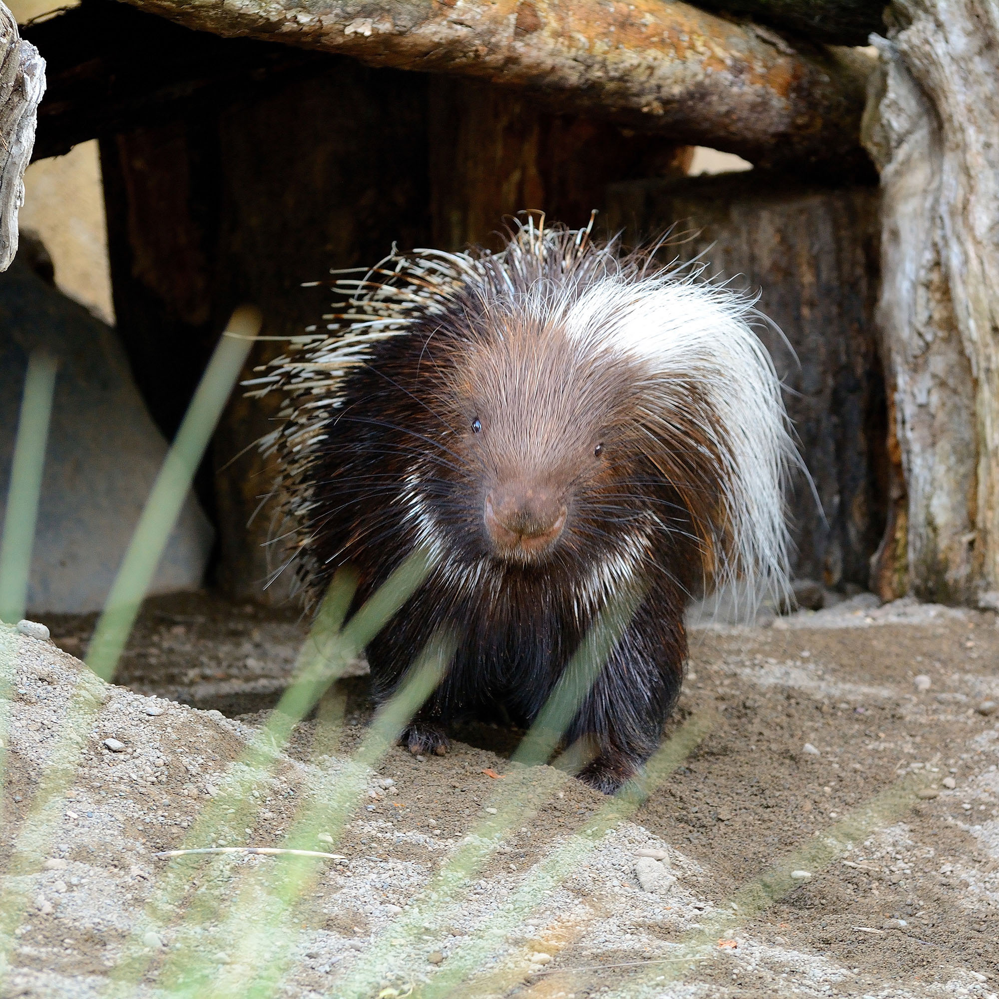 African crested porcupine