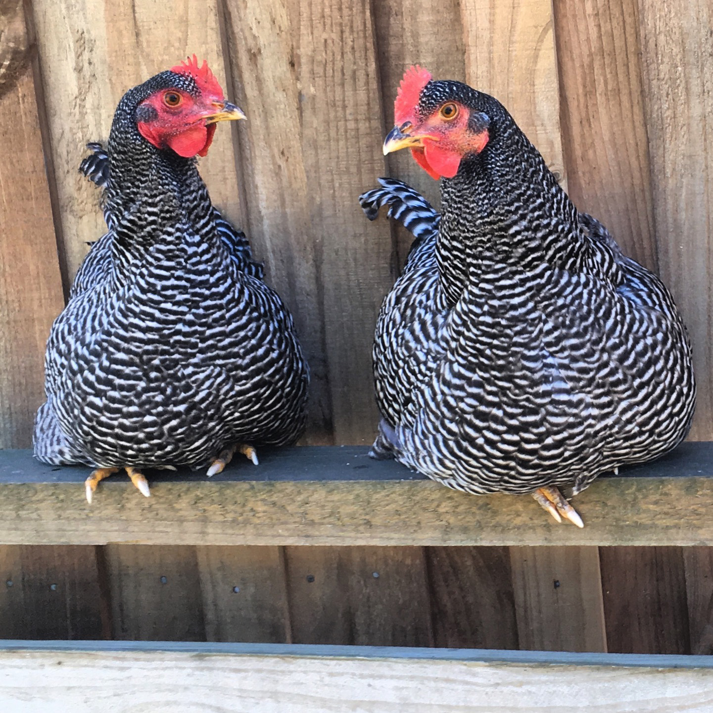 Barred rock hens