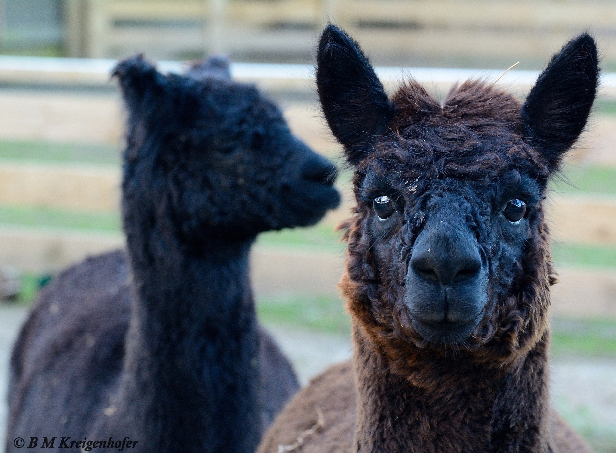 Alpaca