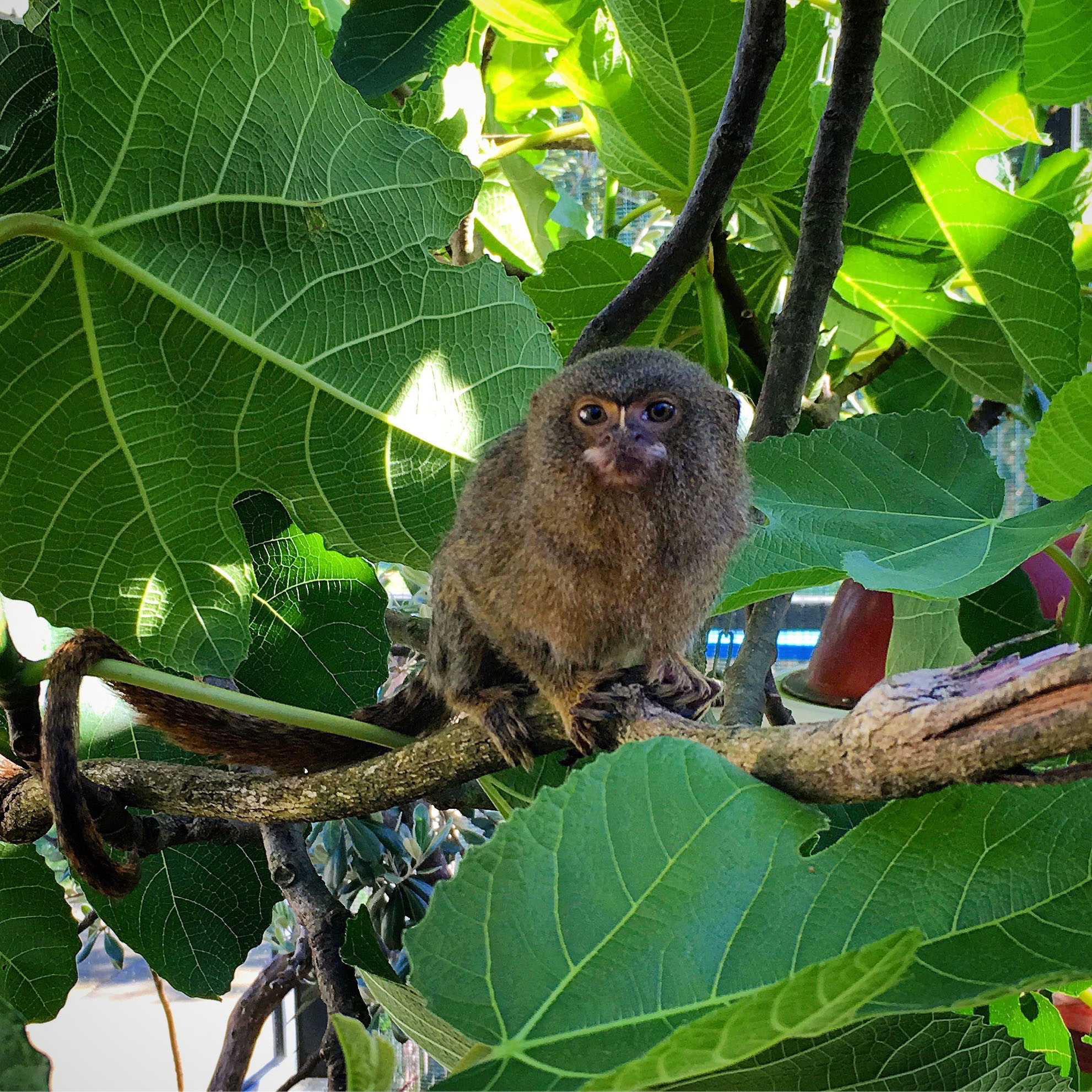 Pygmy marmoset