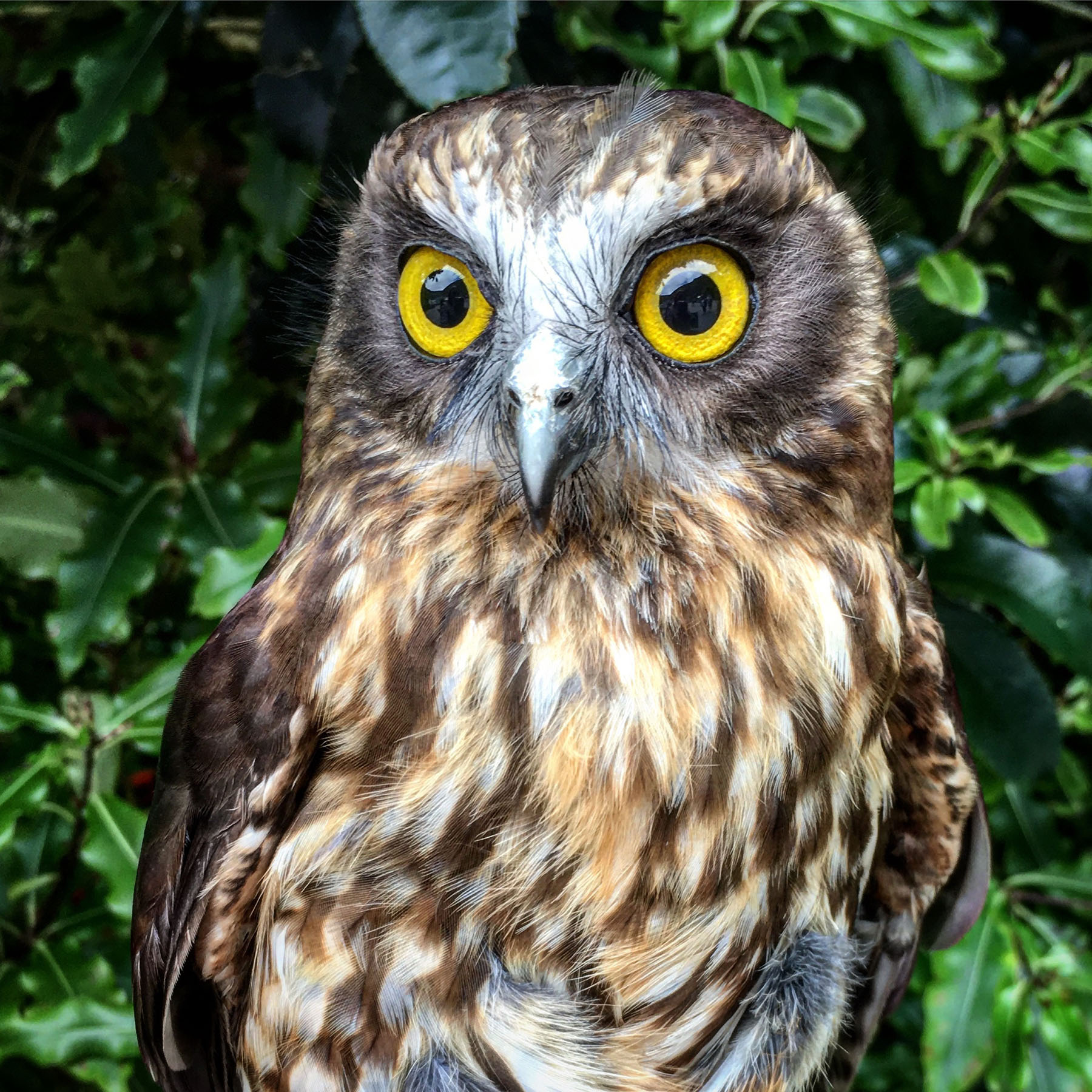 Morepork