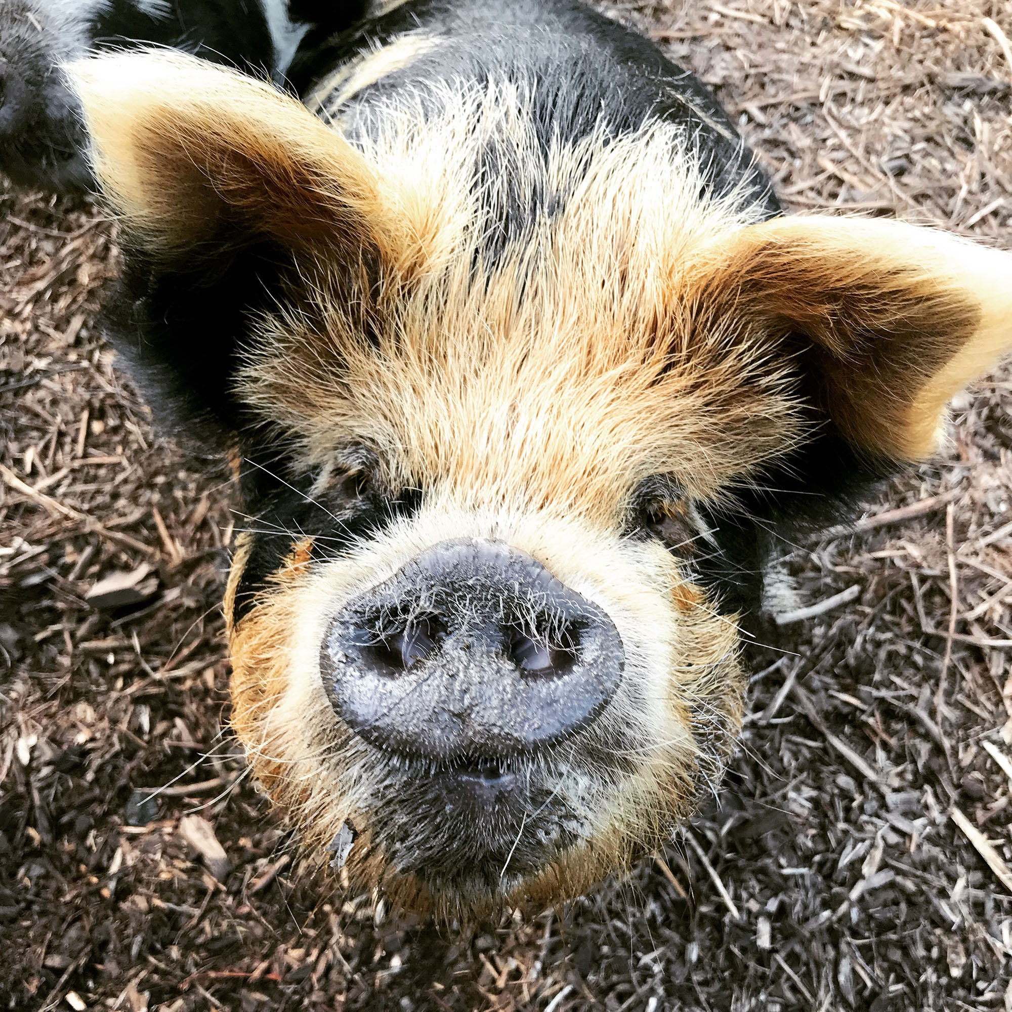 Kunekune pig