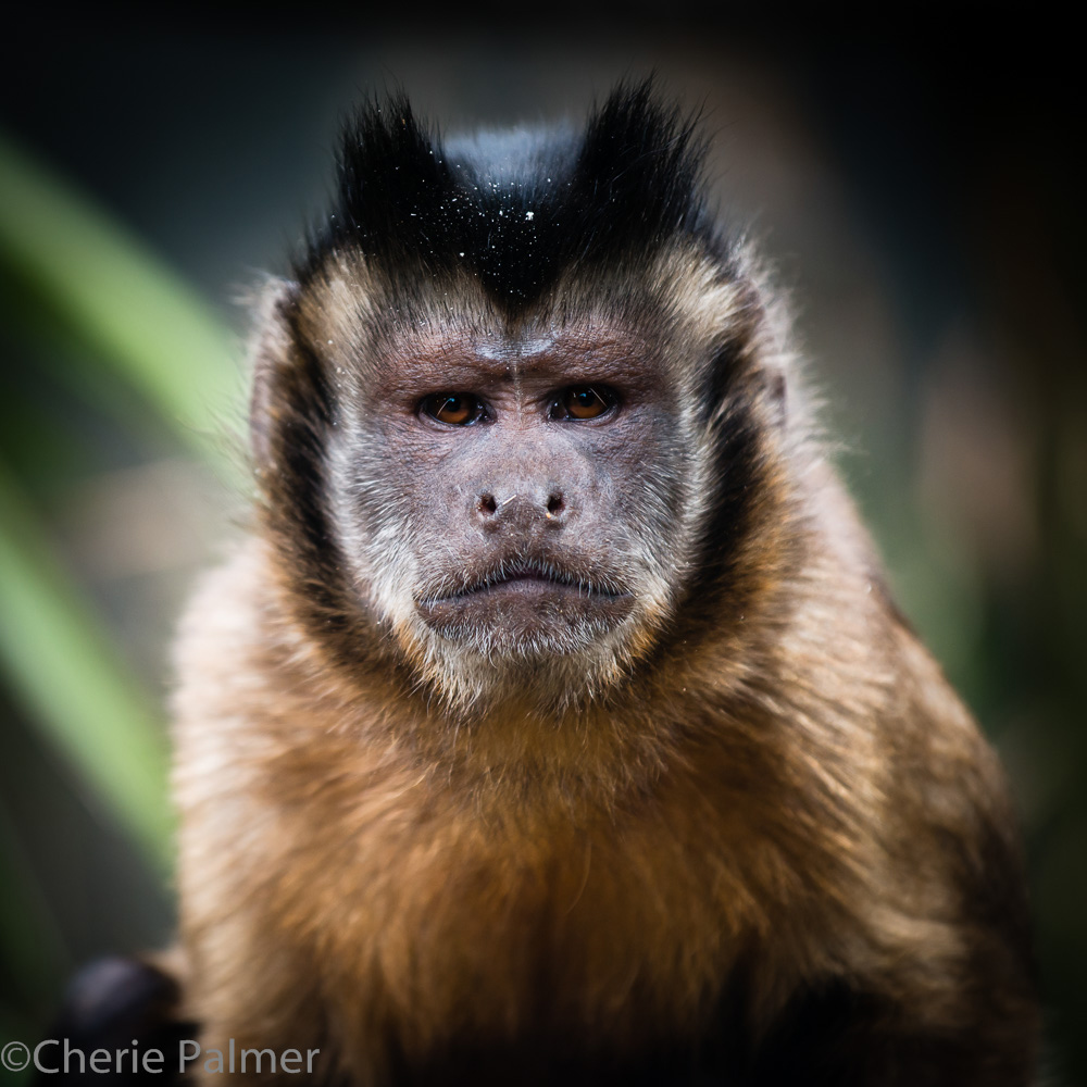 Tufted capuchin