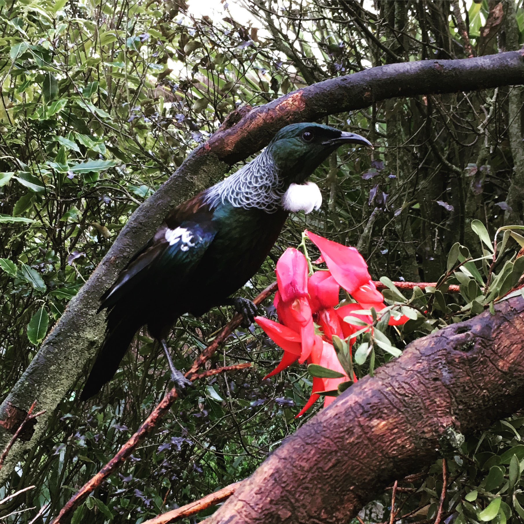 Tui