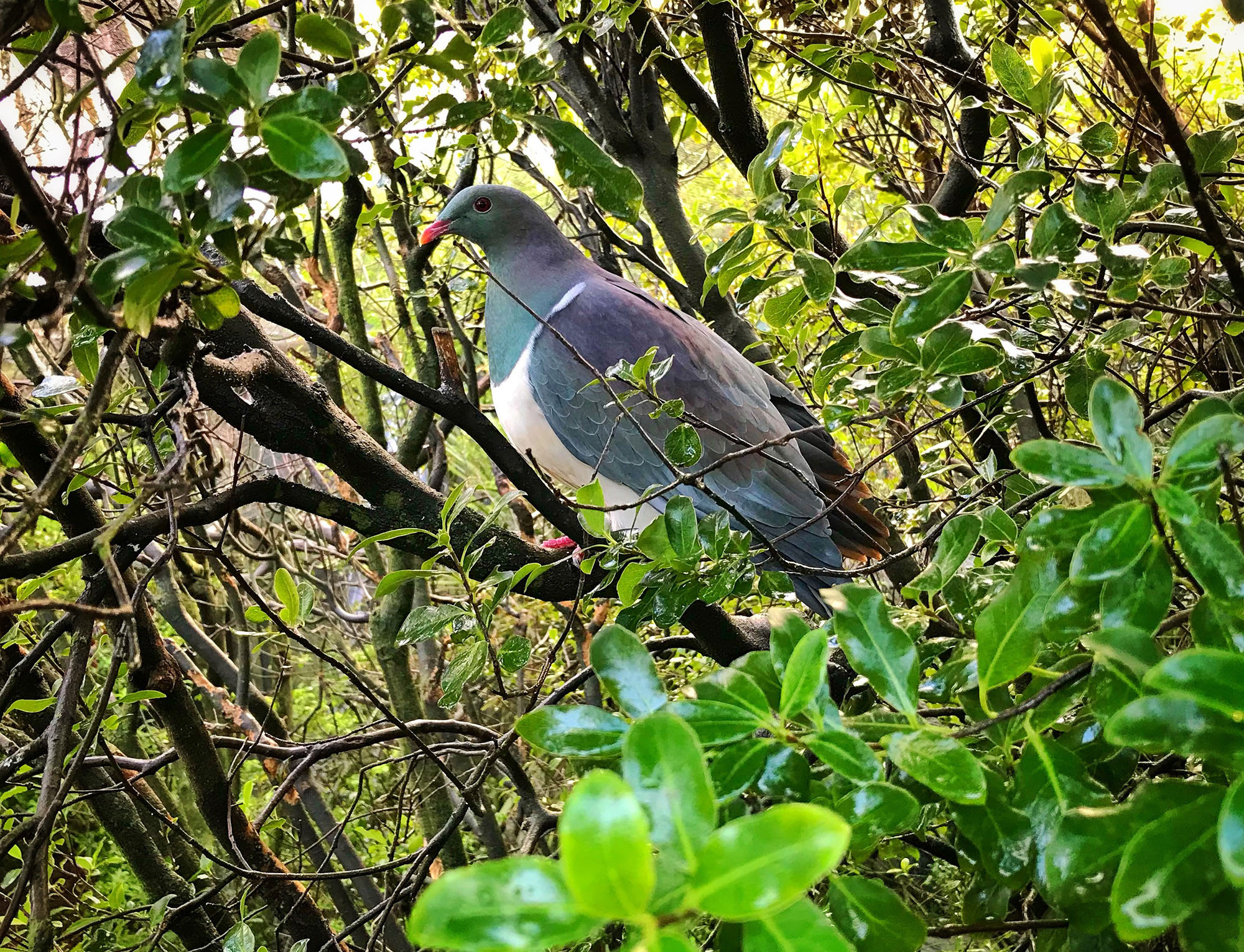 Kereru - New Zealand wood pigeon