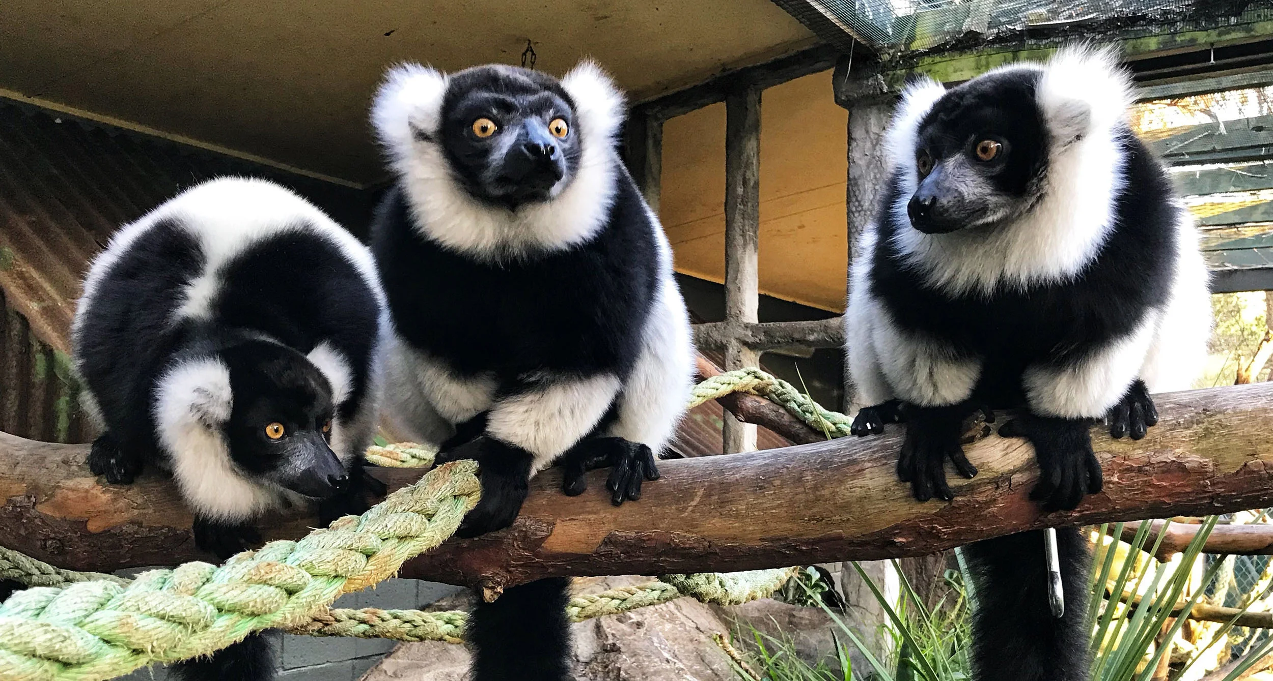 blackandwhiteruffedlemurs.jpg