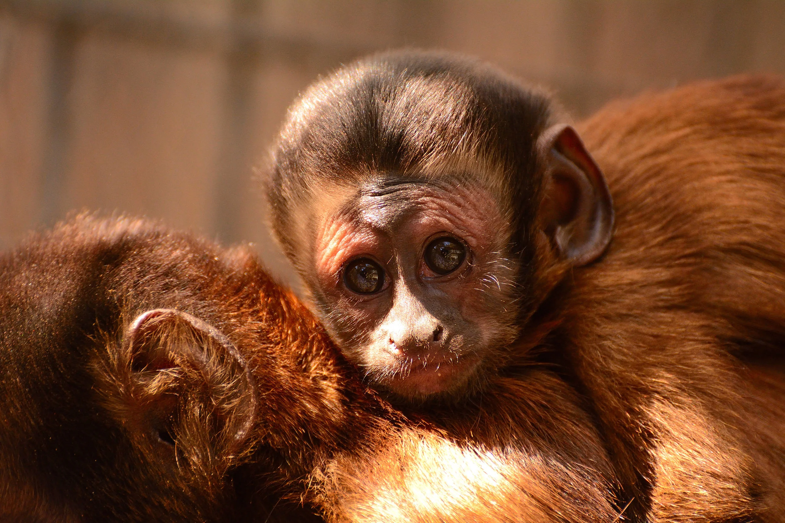 Capuchin.JPG