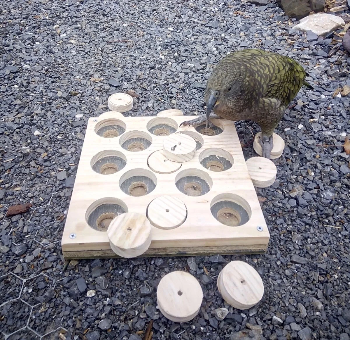 Support our enrichment programme for our animals and their homes. 