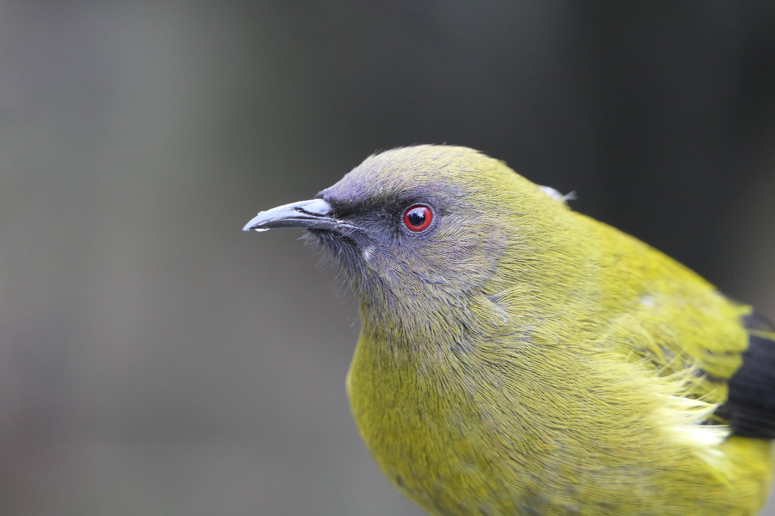 Bellbird3.jpg