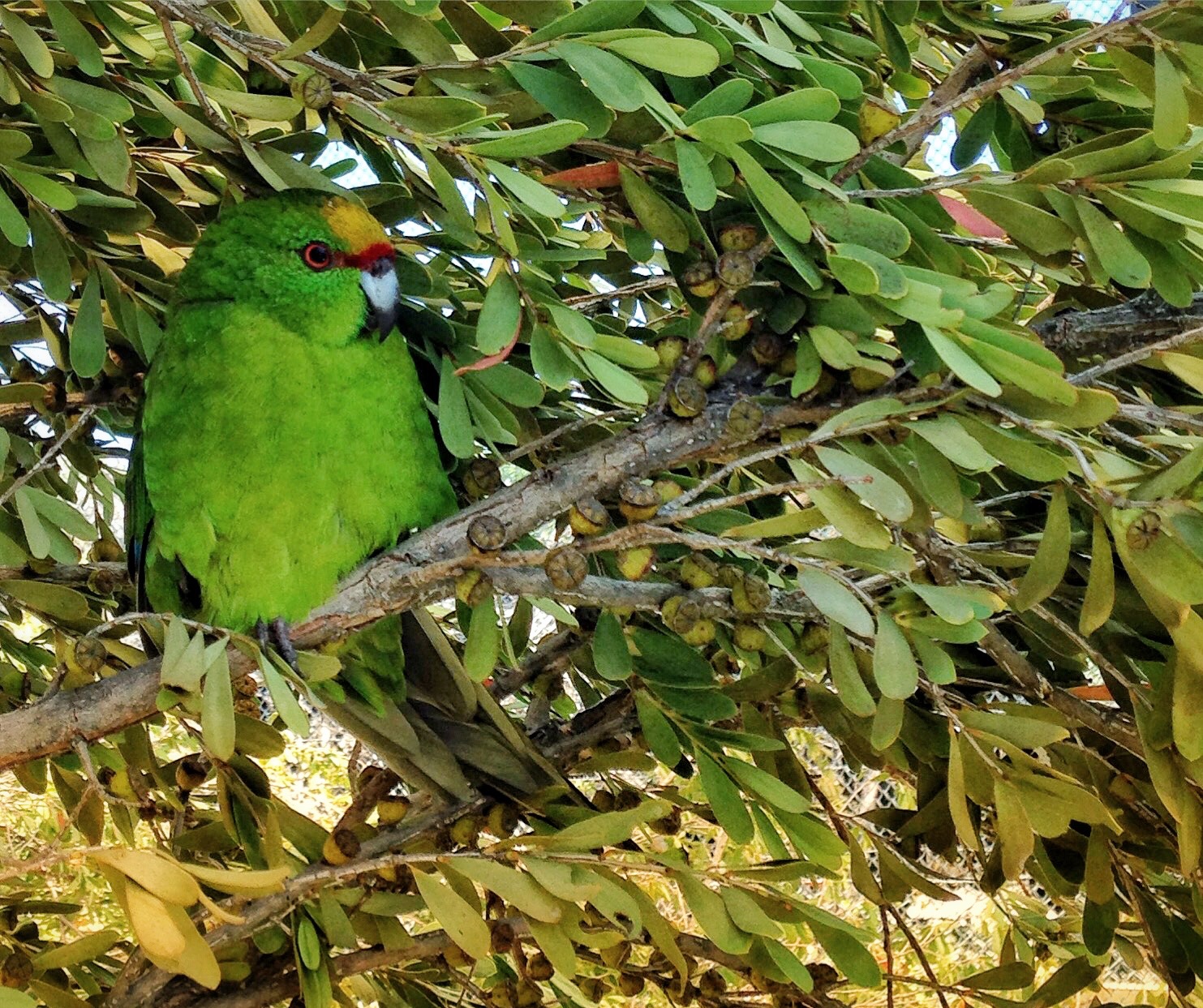 Yellow Crown Kakariki