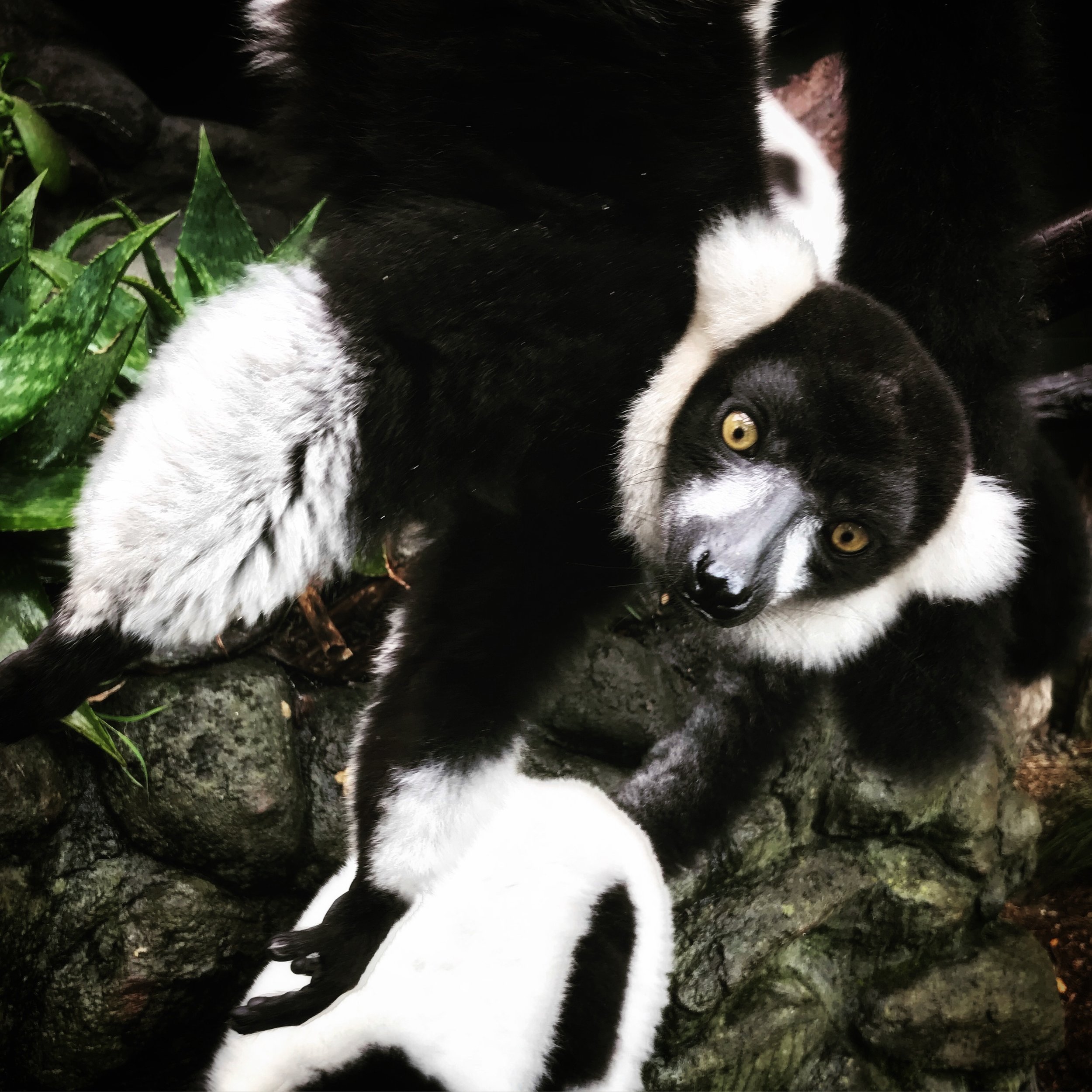 Black and white ruffed lemur