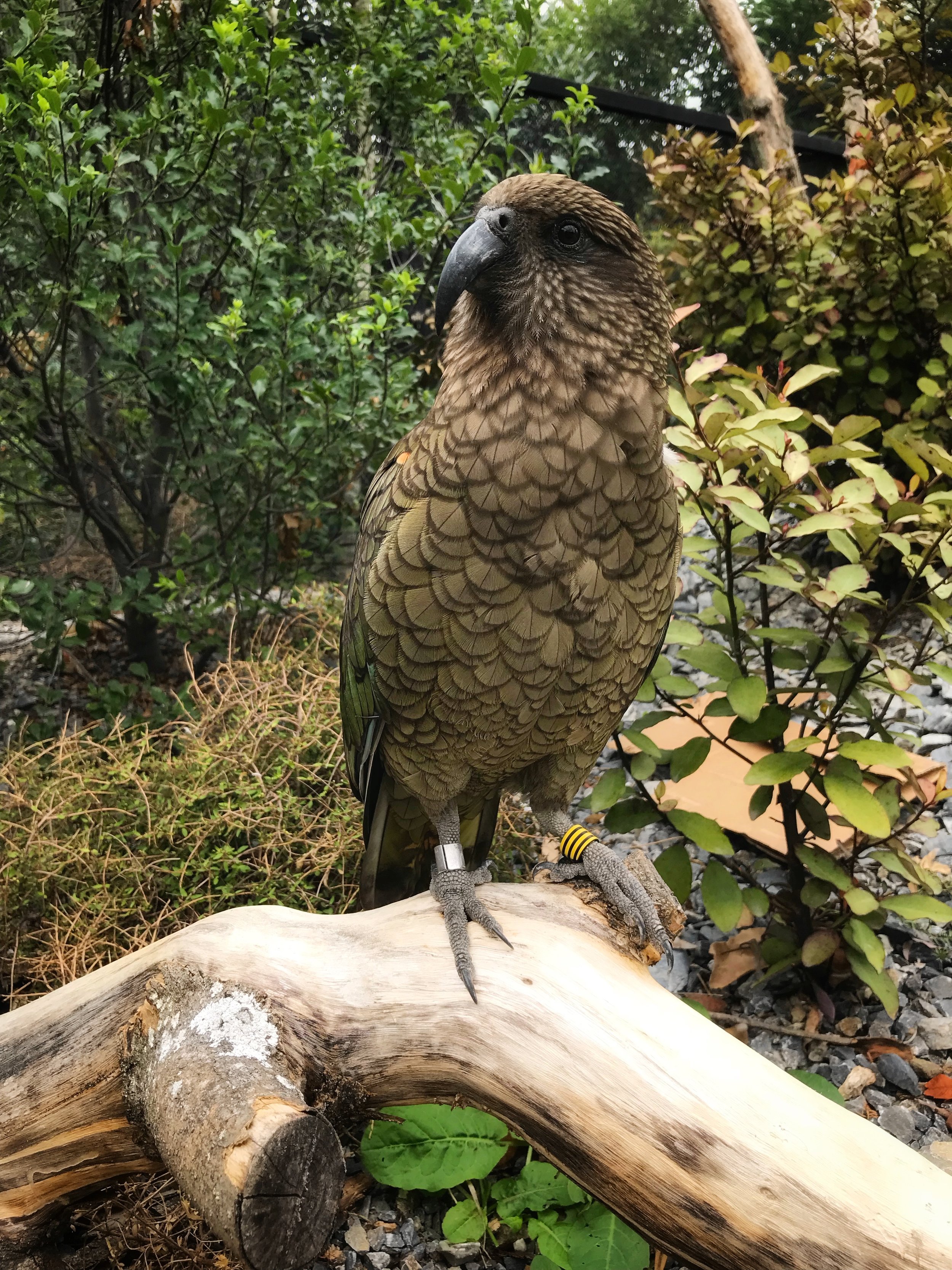 Kea