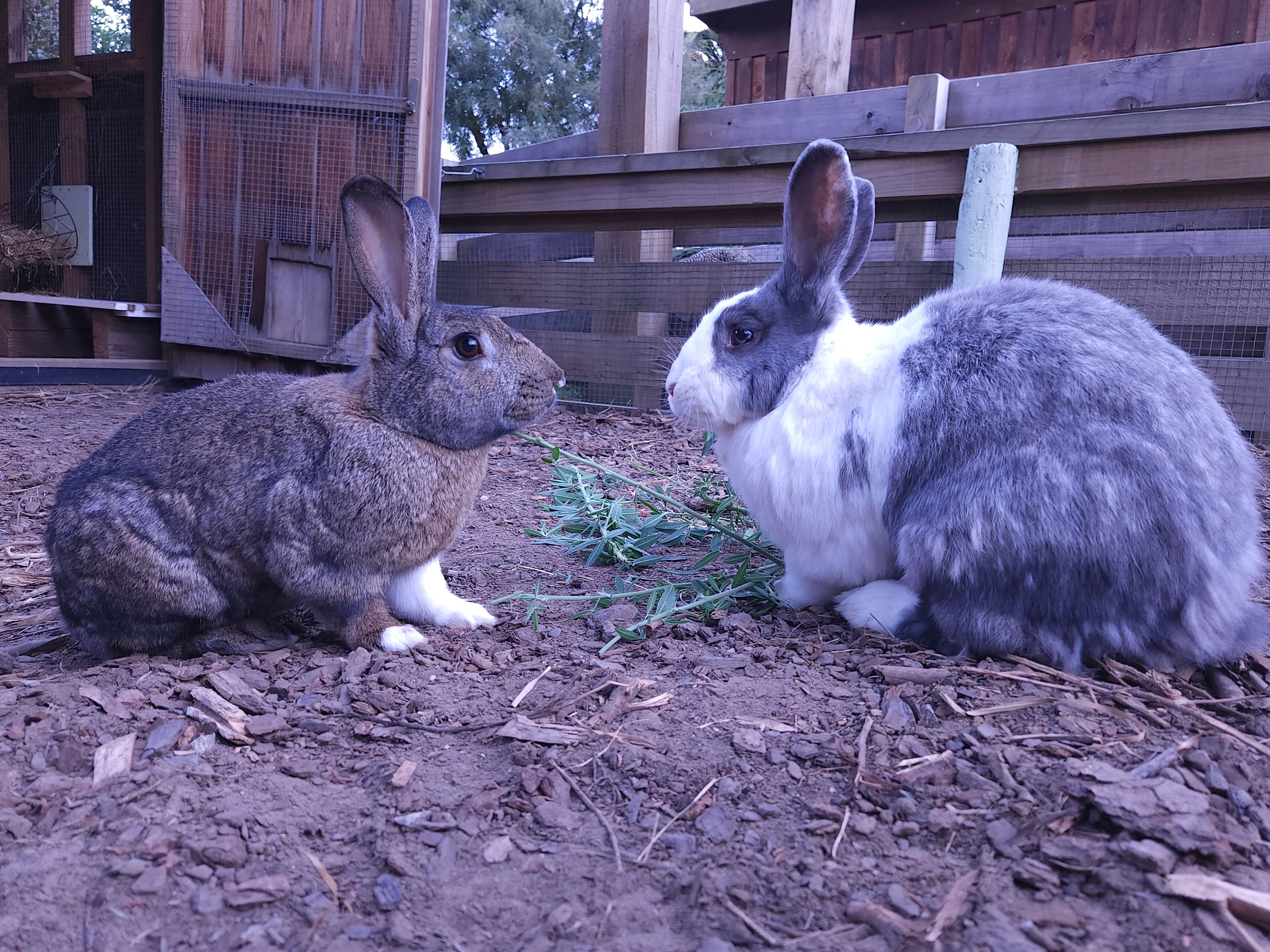 Flemish Giant rabbits