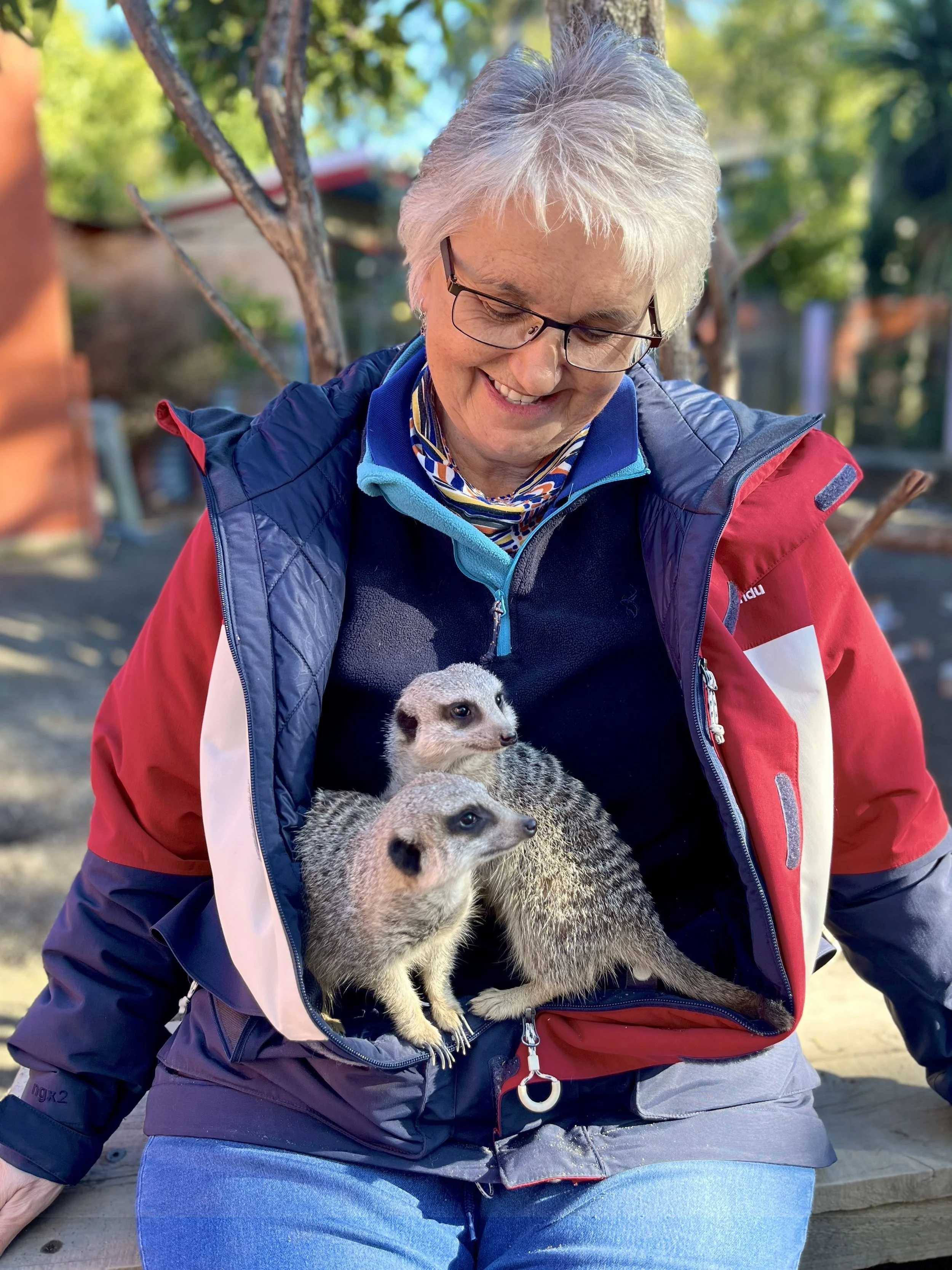 Meerkat.jpg