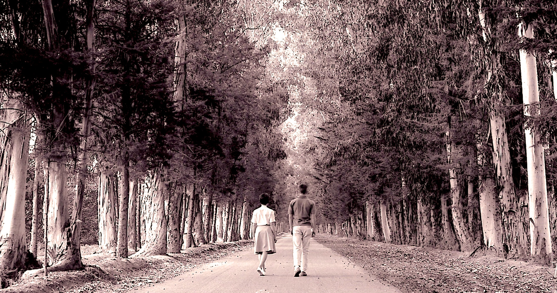 Trees-EucalyptusTrees.jpg