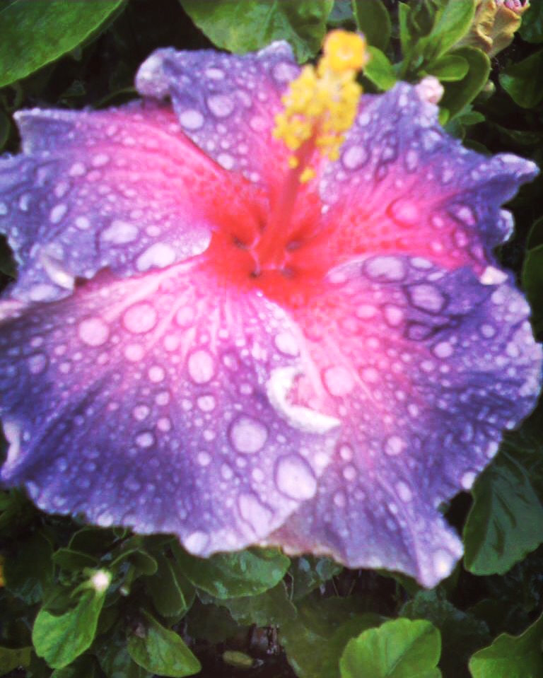 Devi Ohira hibiscus flower Hawai'i kai plant nursery avatar flower.JPG