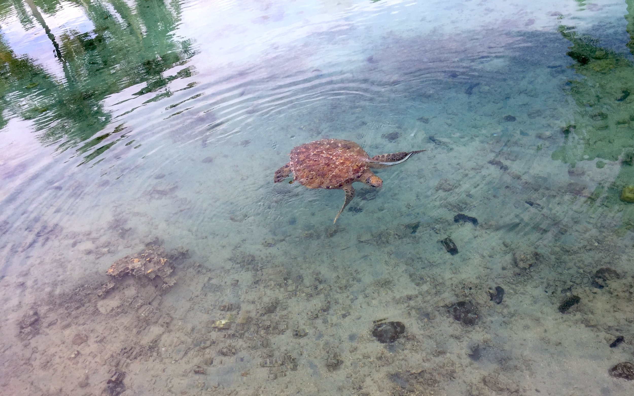 Devi Ohira honu Intercontinental Mo'orea resort pool property- turtle.JPG