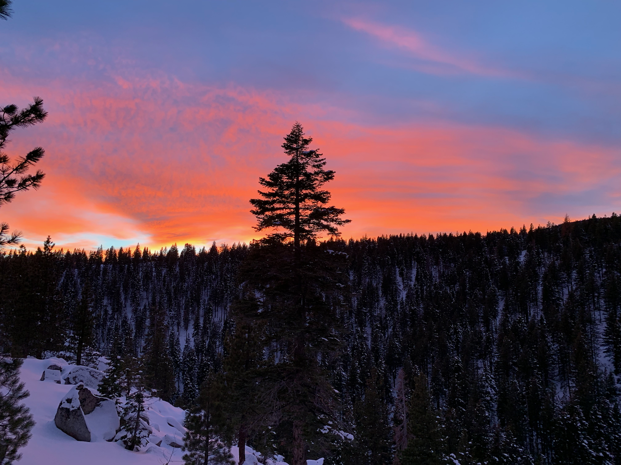 A lone pine tree sits atop a mountain ridge in Lake Tahoe