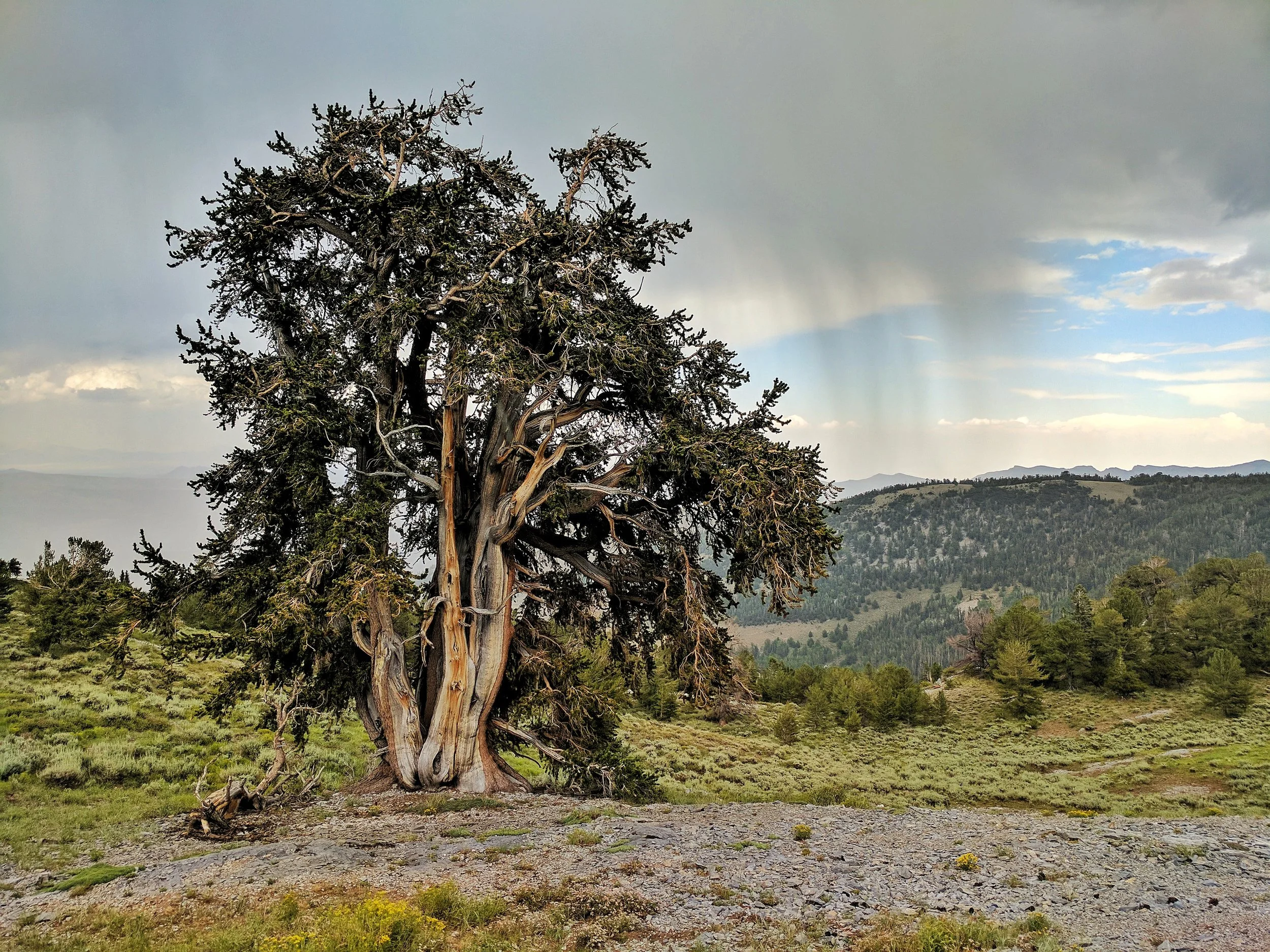 Becca Miller_tree.jpeg