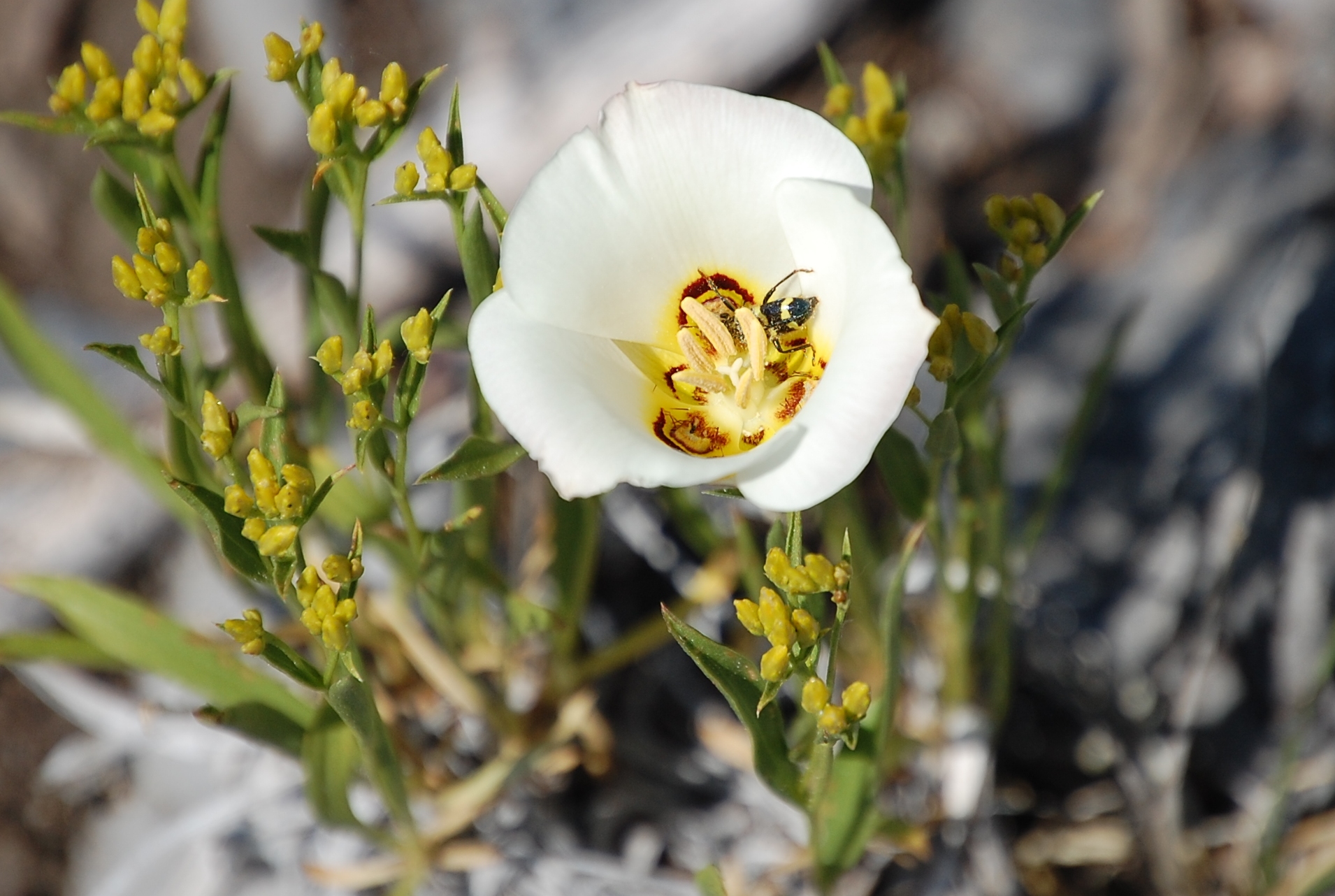 Steve Moore_Mariposa Lily and pollinator.JPG