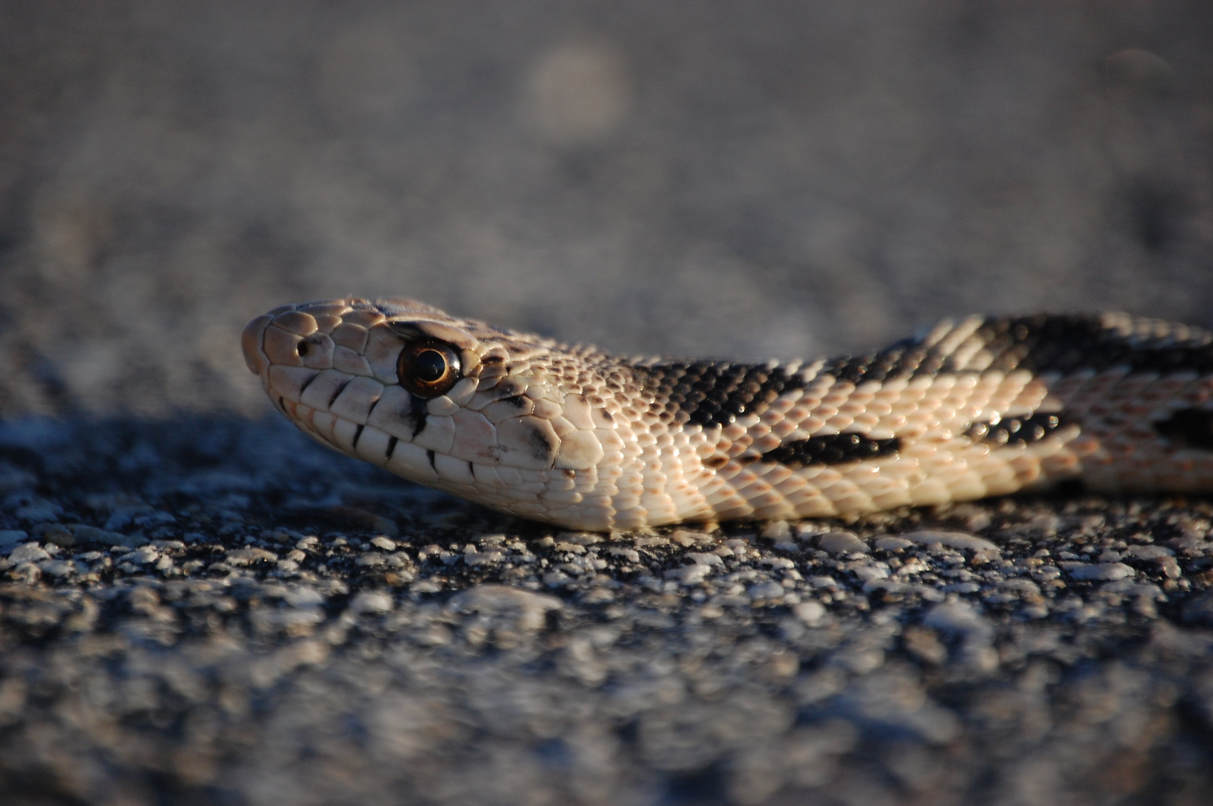 Steve Moore_Gopher snake on the prowl.JPG