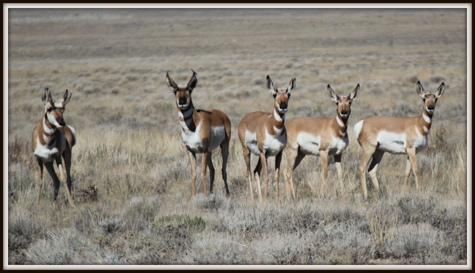 Jenny Hamilton_antelope.jpg