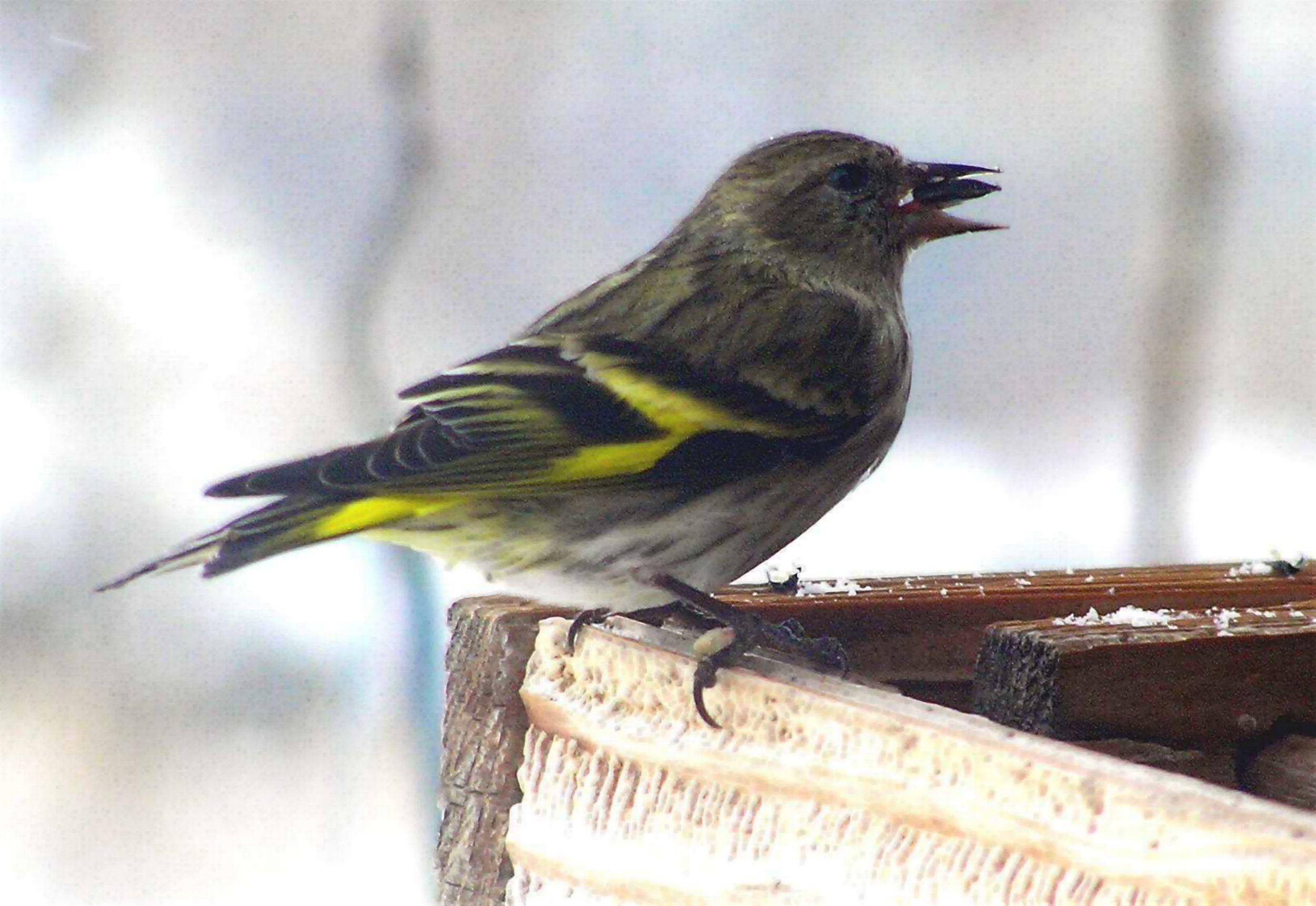 JBFree_Pine Siskin.jpg