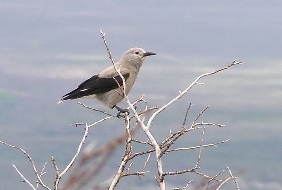 JBFree-Clark's Nutcracker.jpg