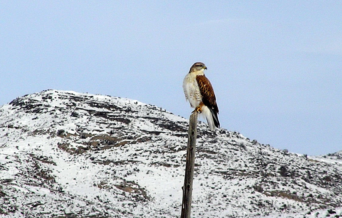 JBFree-Ferruginous Hawk.JPG