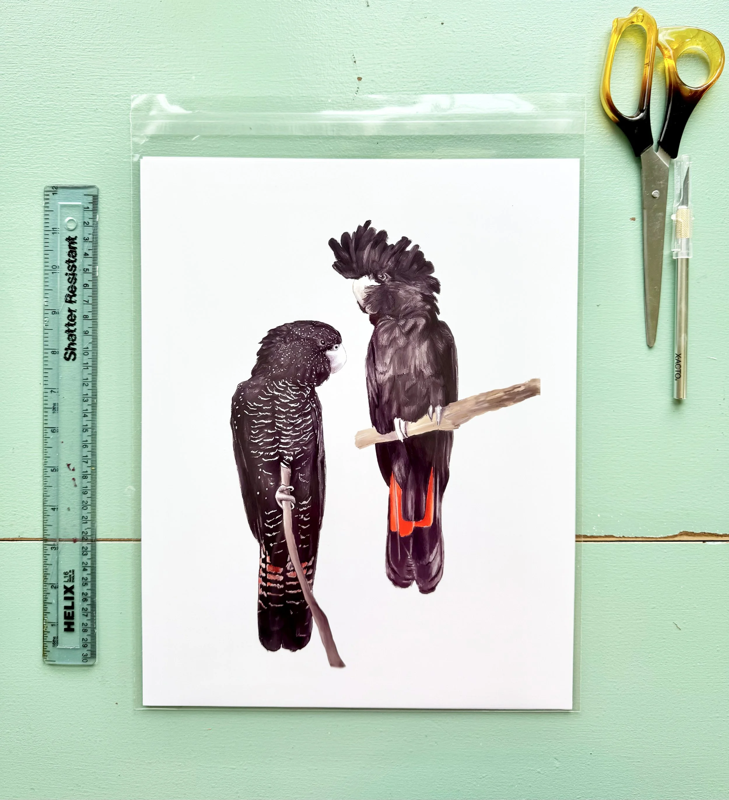 red-tailed_black_cockatoos_staged11x14.jpg