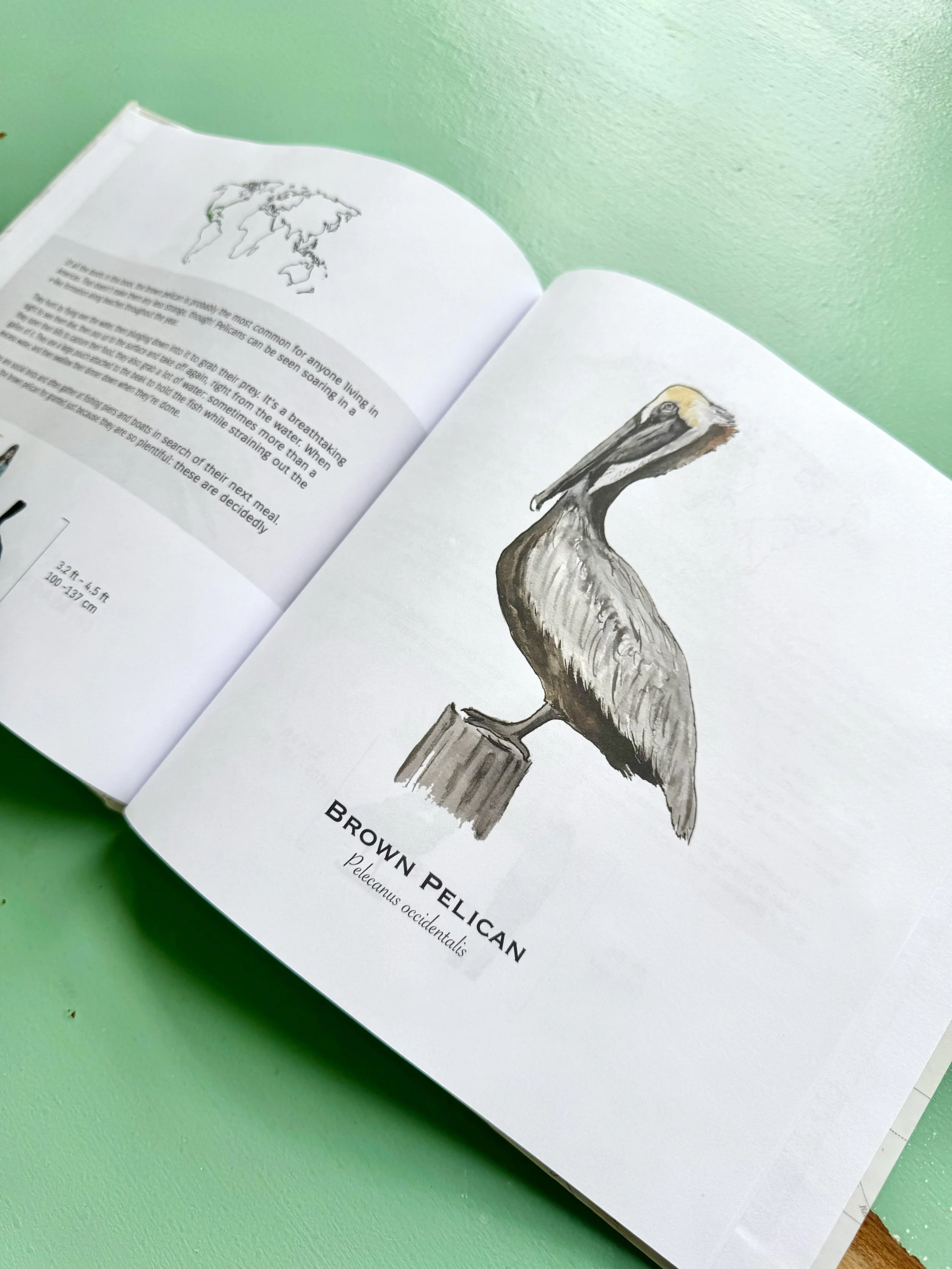 pelican_spread_classic_book.jpg
