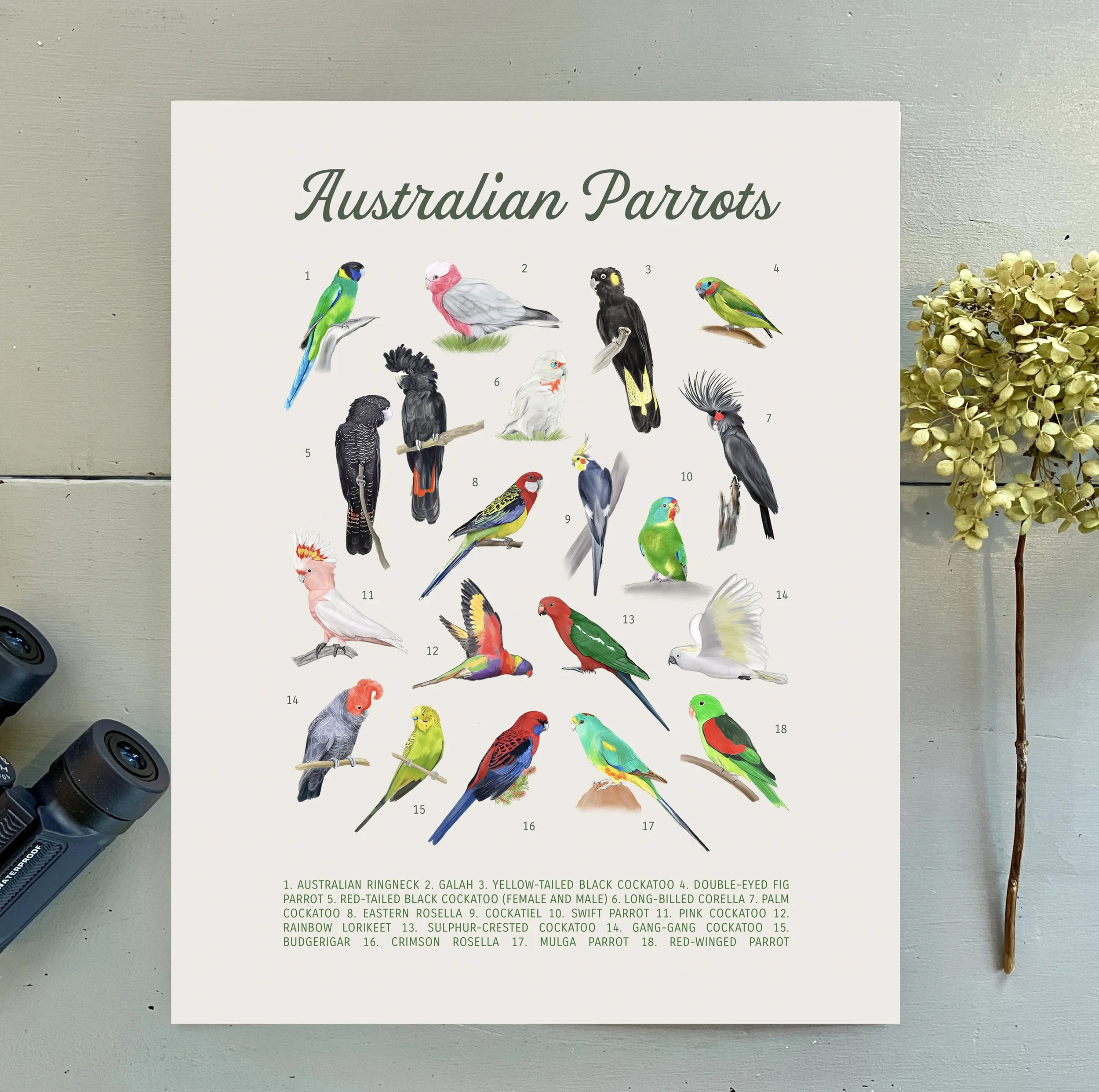 Australian Parrots 11x14 in Art Print