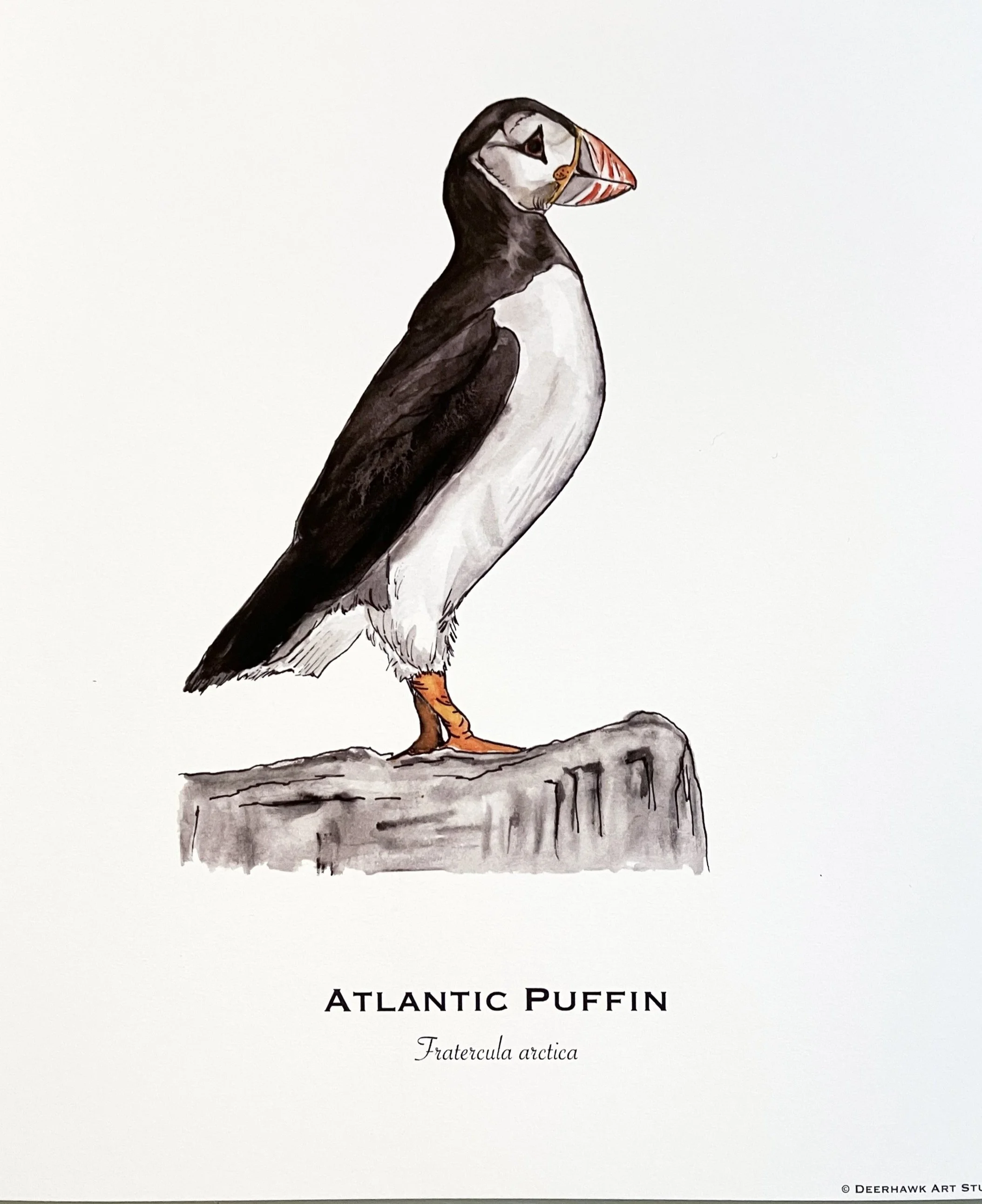 puffin_8x10_print.jpg