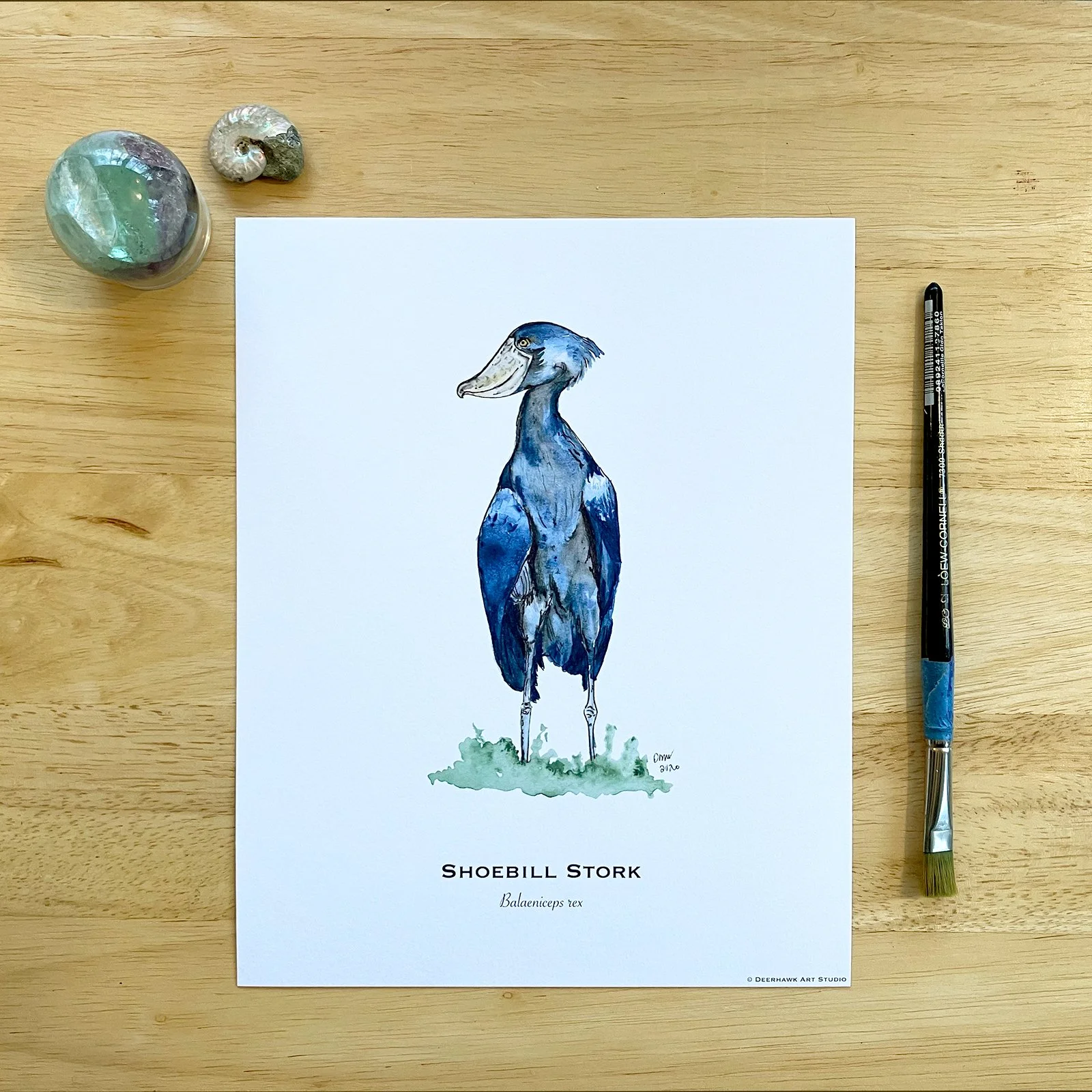 shoebill_8x10.jpg