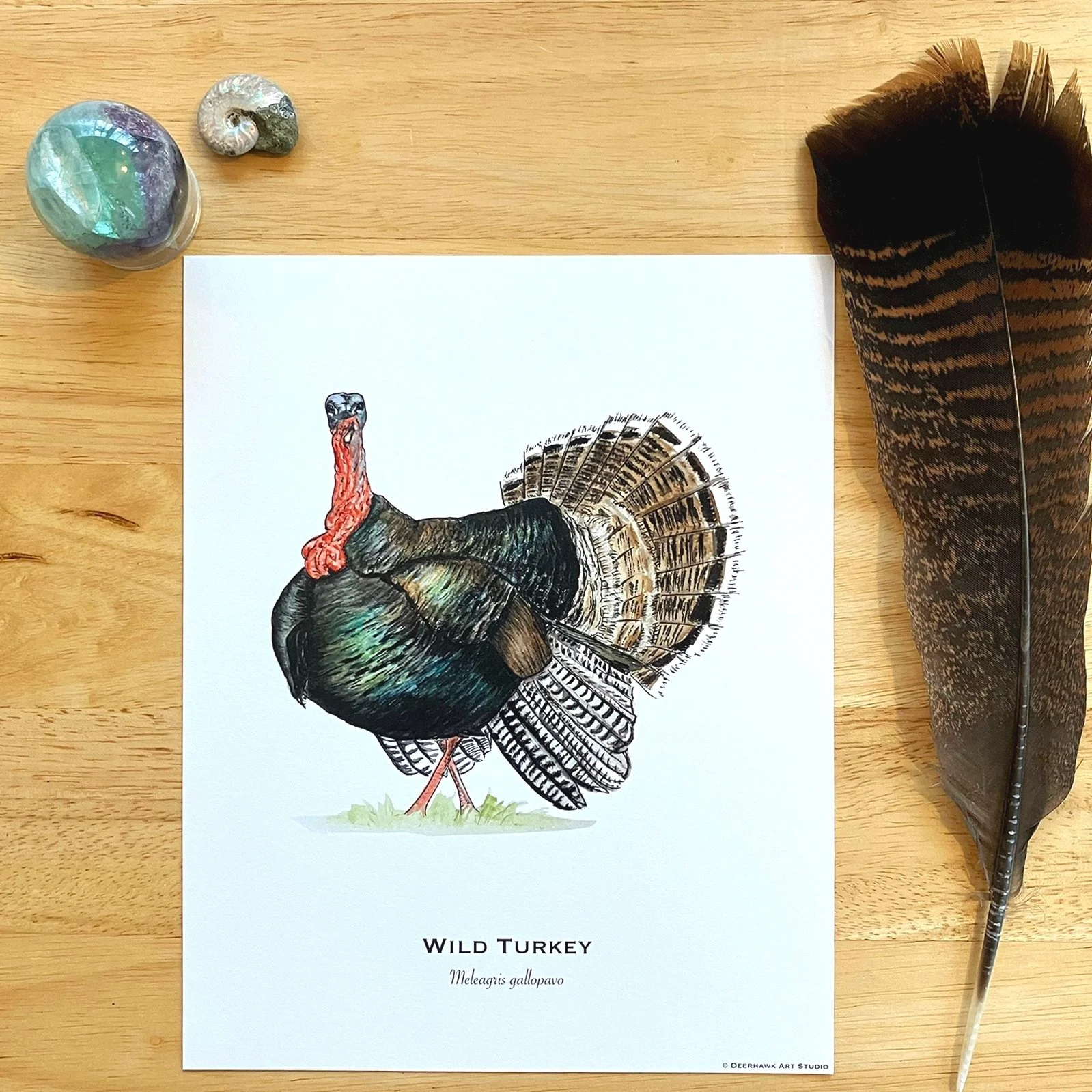 Wild Turkey Art Prints