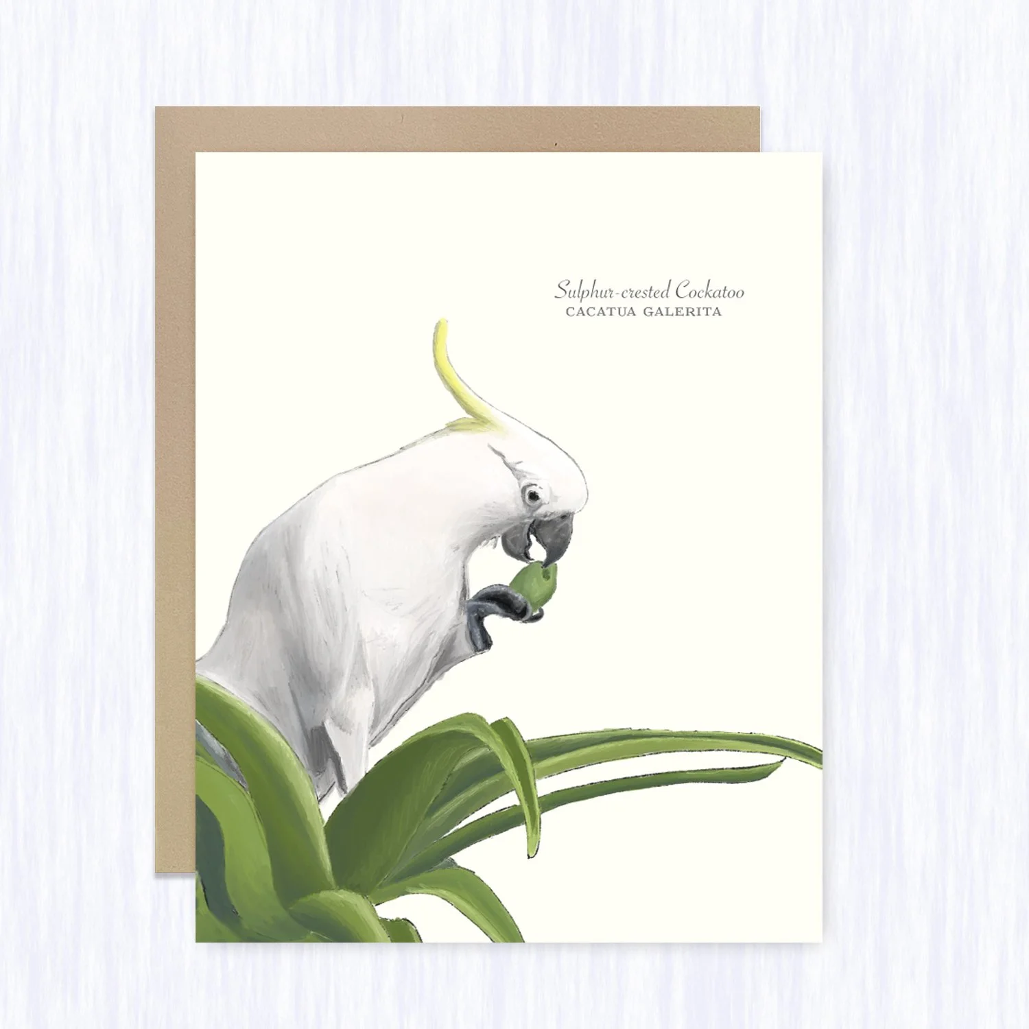sulphur_crested_brown_env_fill.jpg