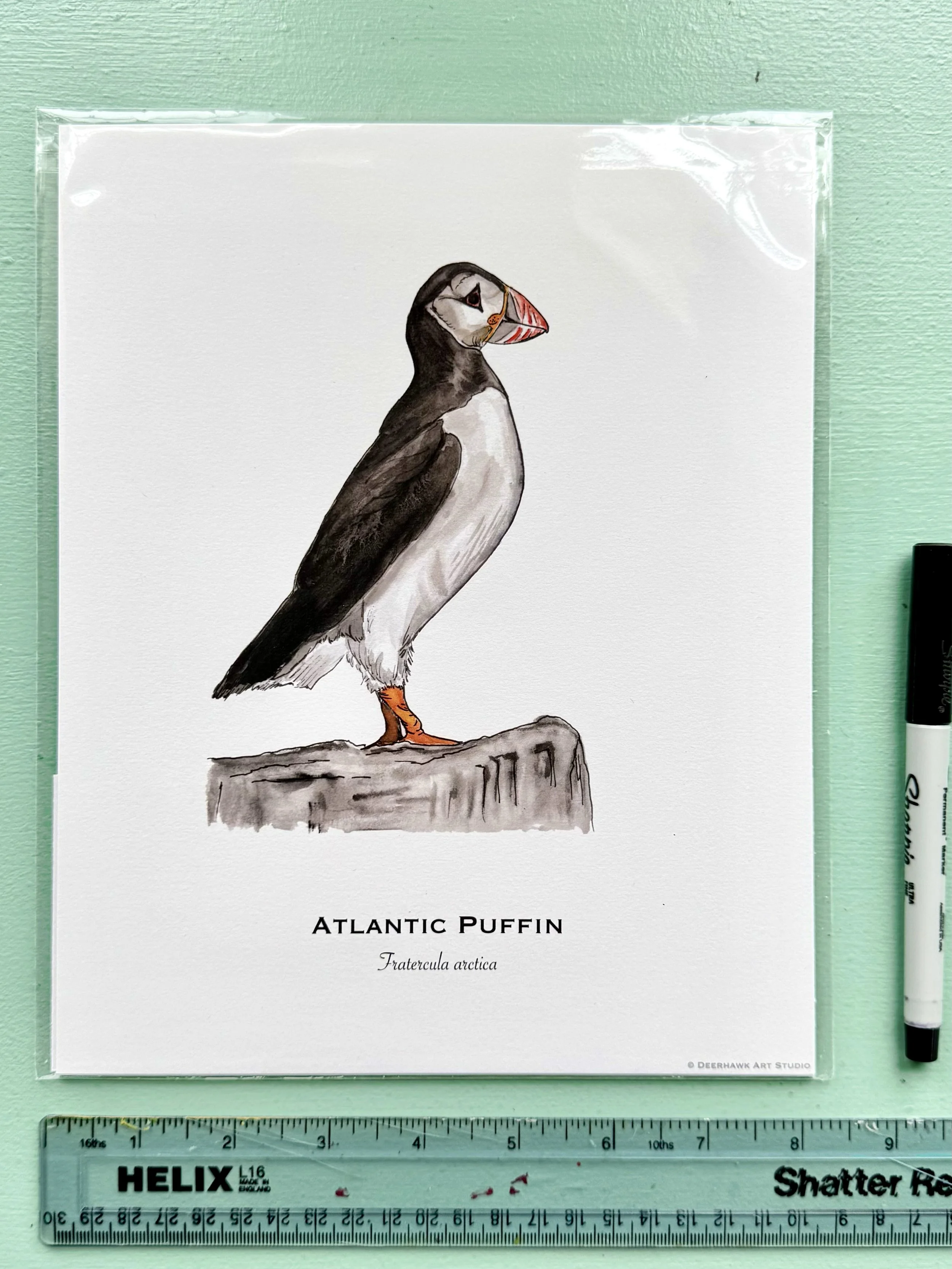 puffin_8x10_packaged.jpg