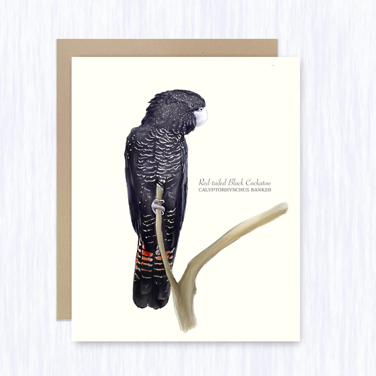 red-Tailed_black_front_brown_env_fill.jpg