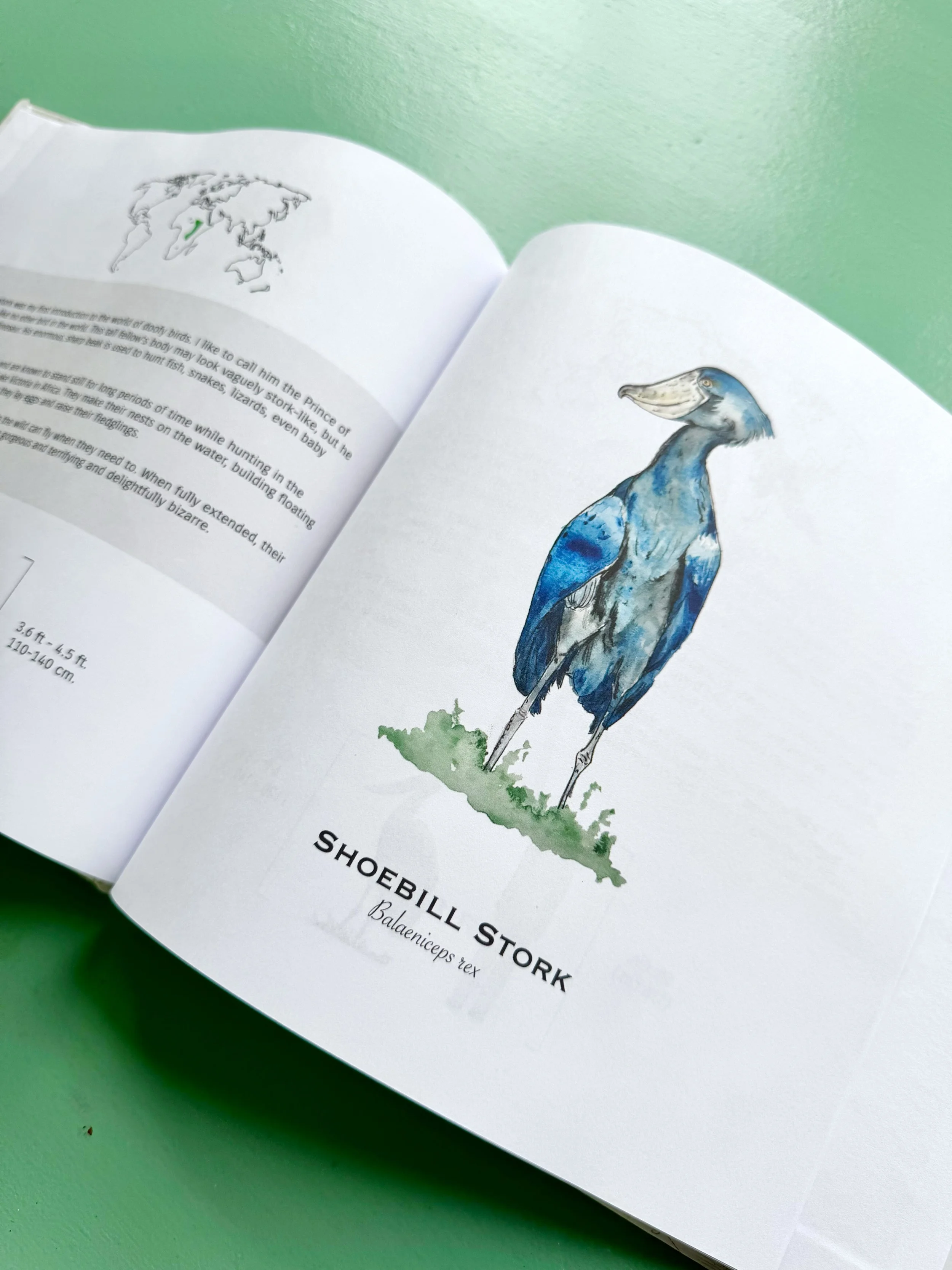 doofy_birds_classic_shoebill_spread.jpg