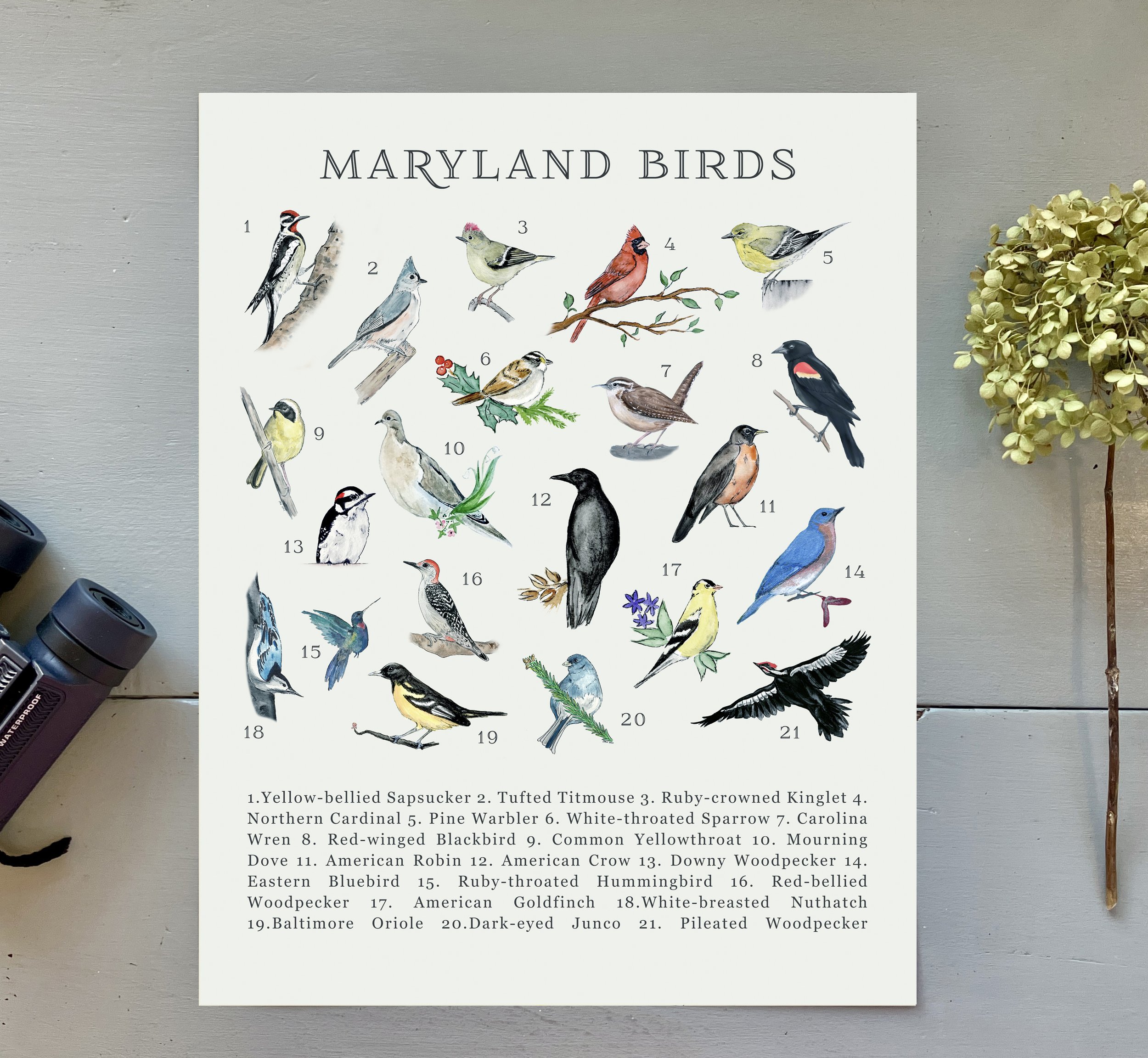 maryland_birds_staged.jpg