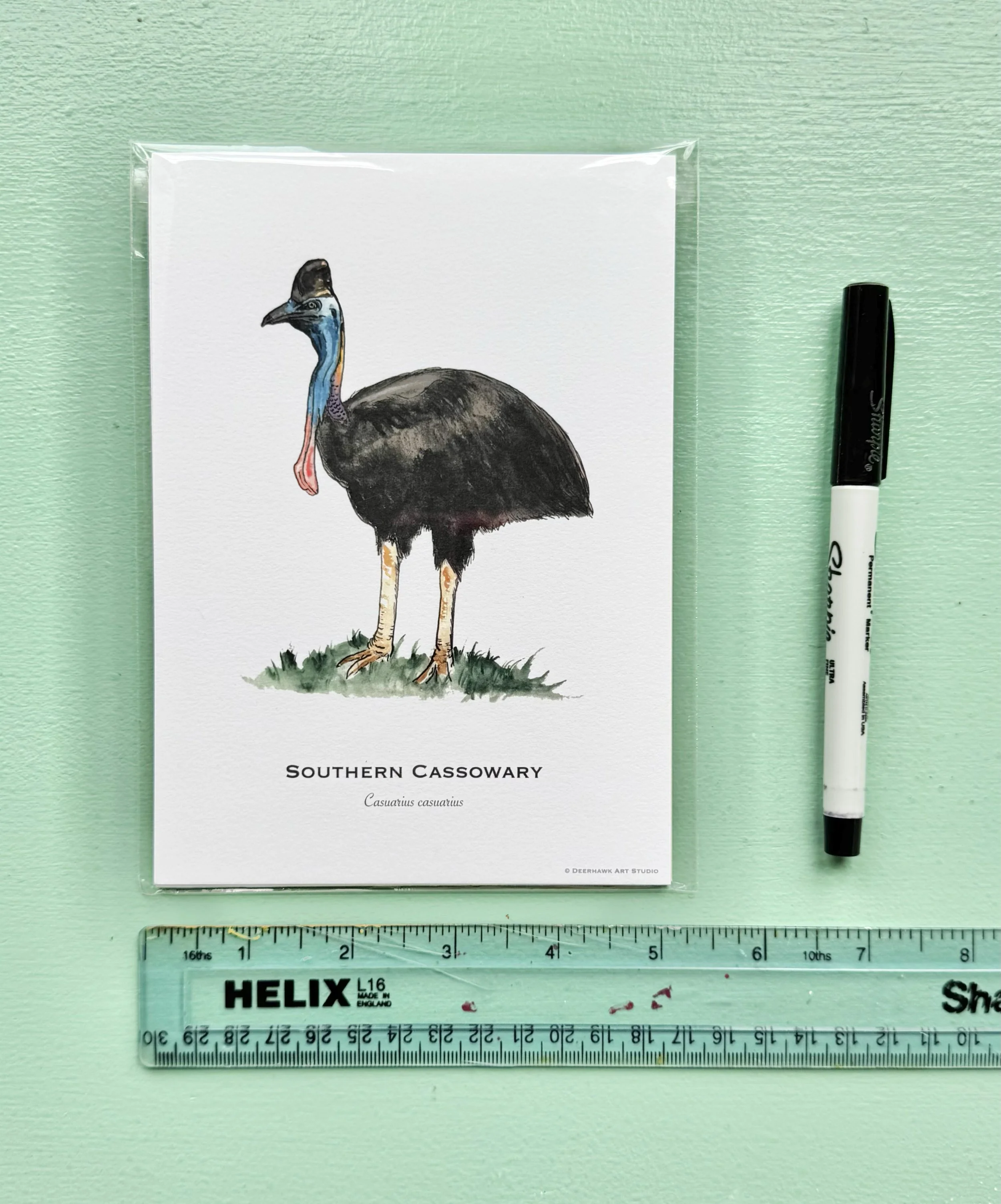 cassowary_5x7.jpg