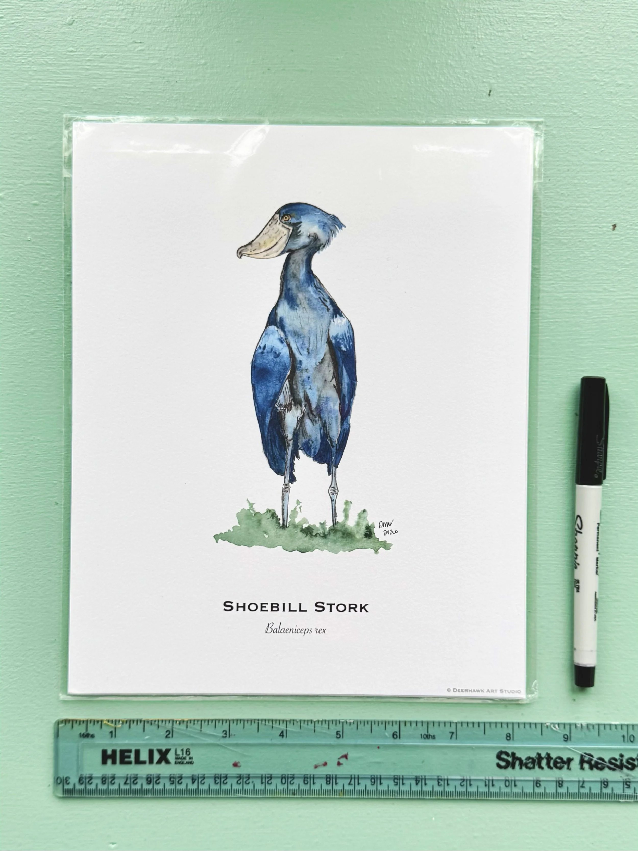 shoebill_8x10in_packaged.jpg