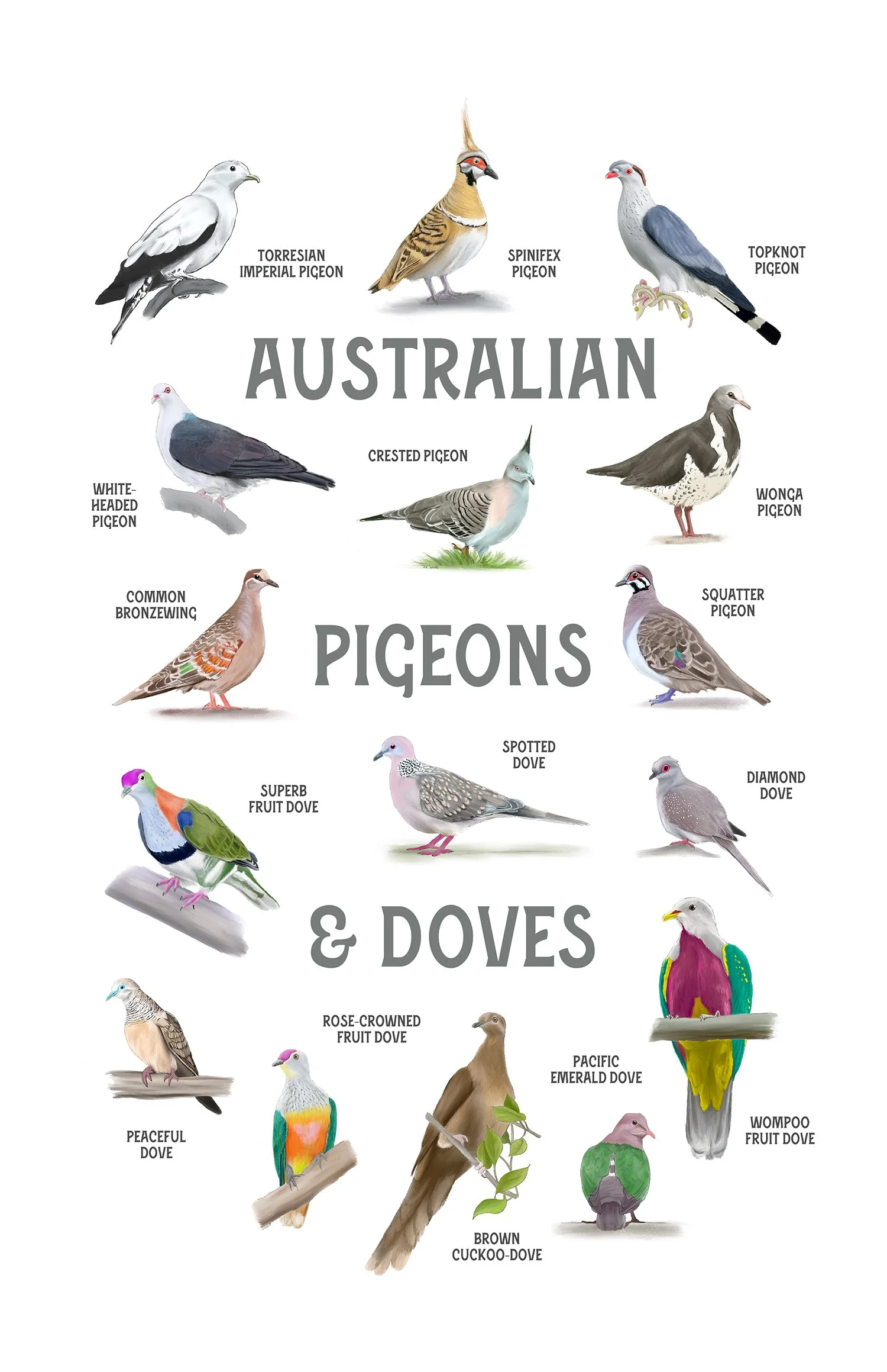 aussie_pigeons_and_doves_5x7.jpg