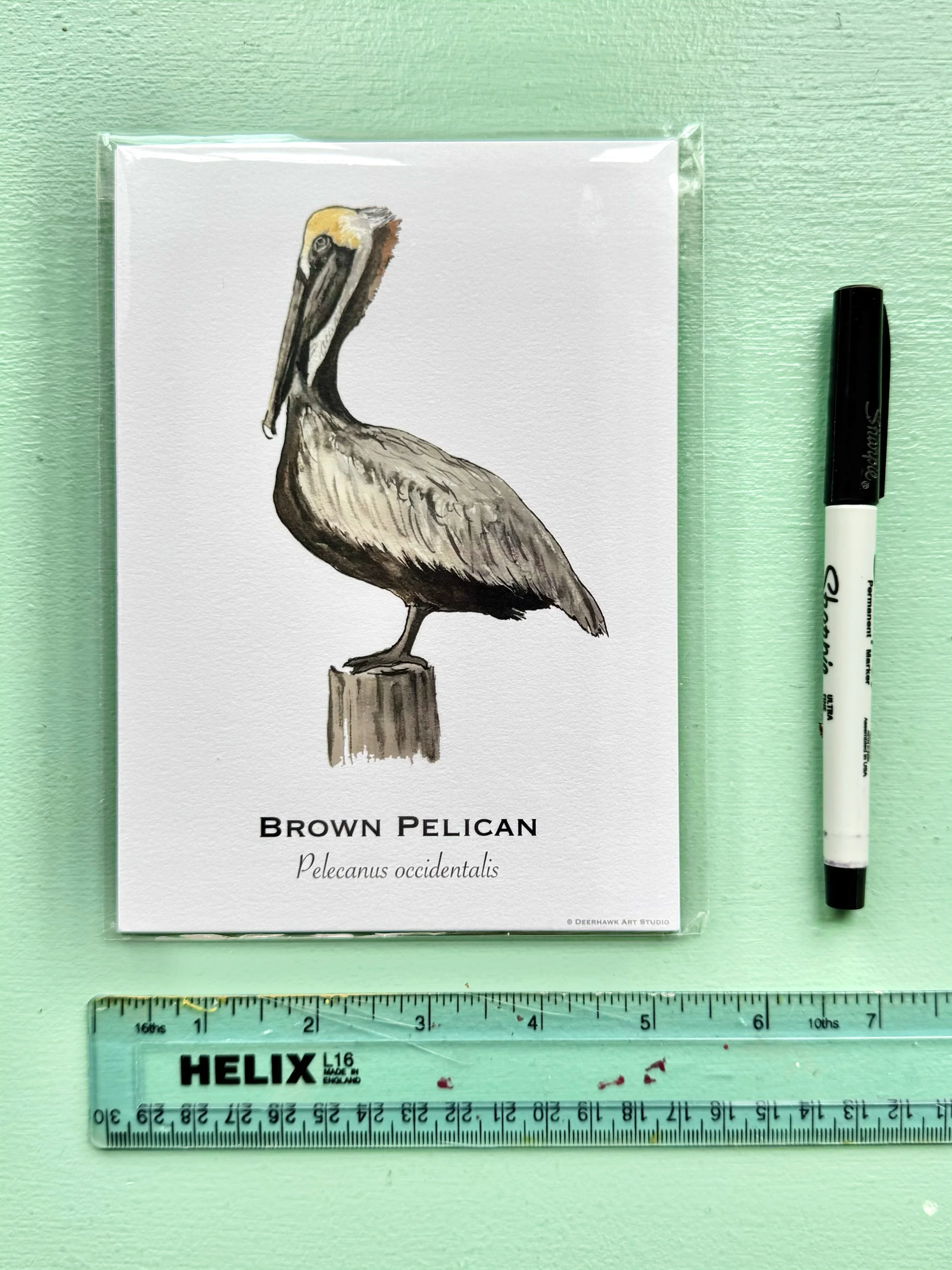 brown_pelican_5x7in.jpg